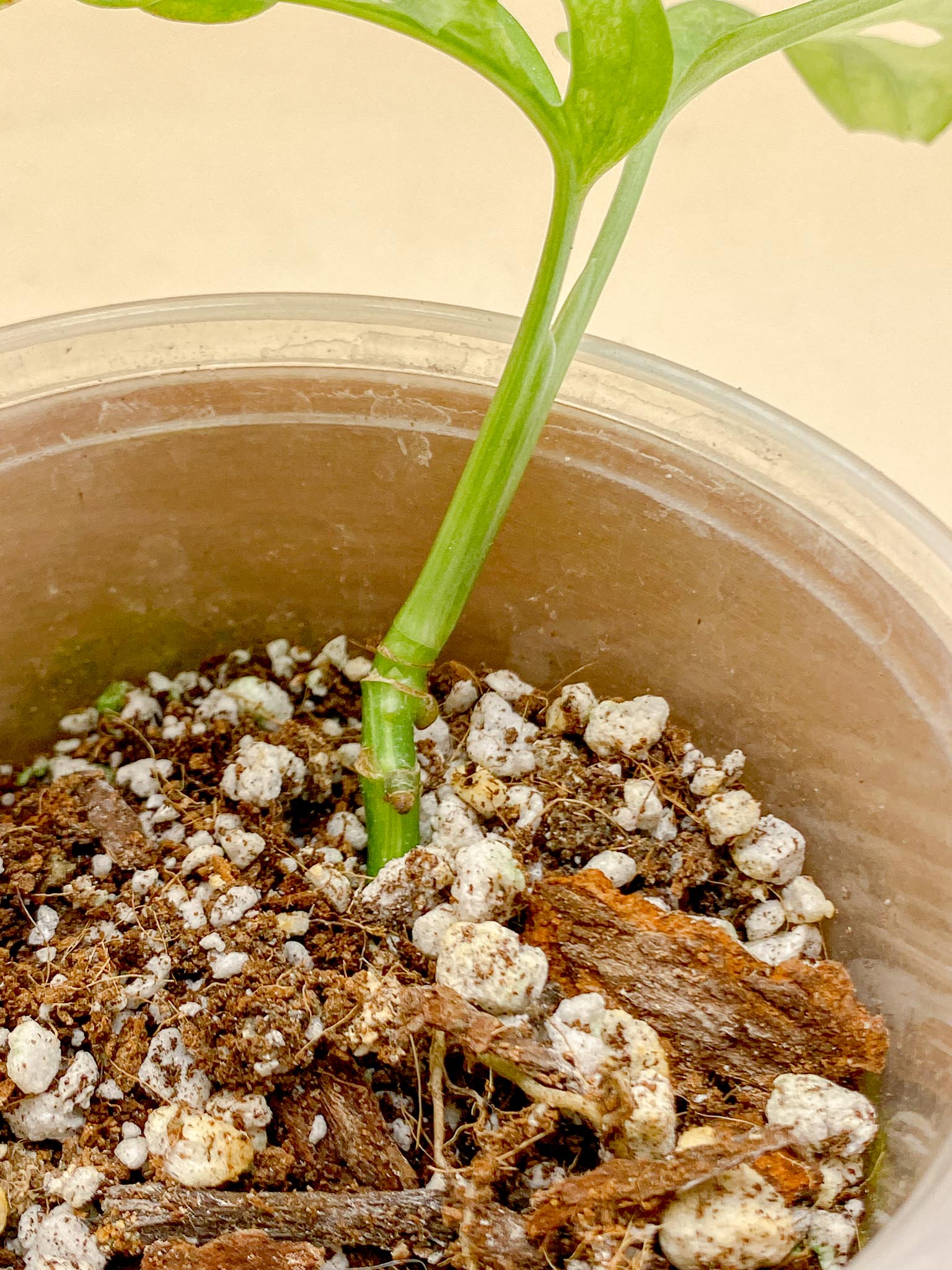 Monstera Adansonii Aurea Variegated 2 Leaves  Multiple Nodes 1 Growing Bud 1 Sprout Rooted