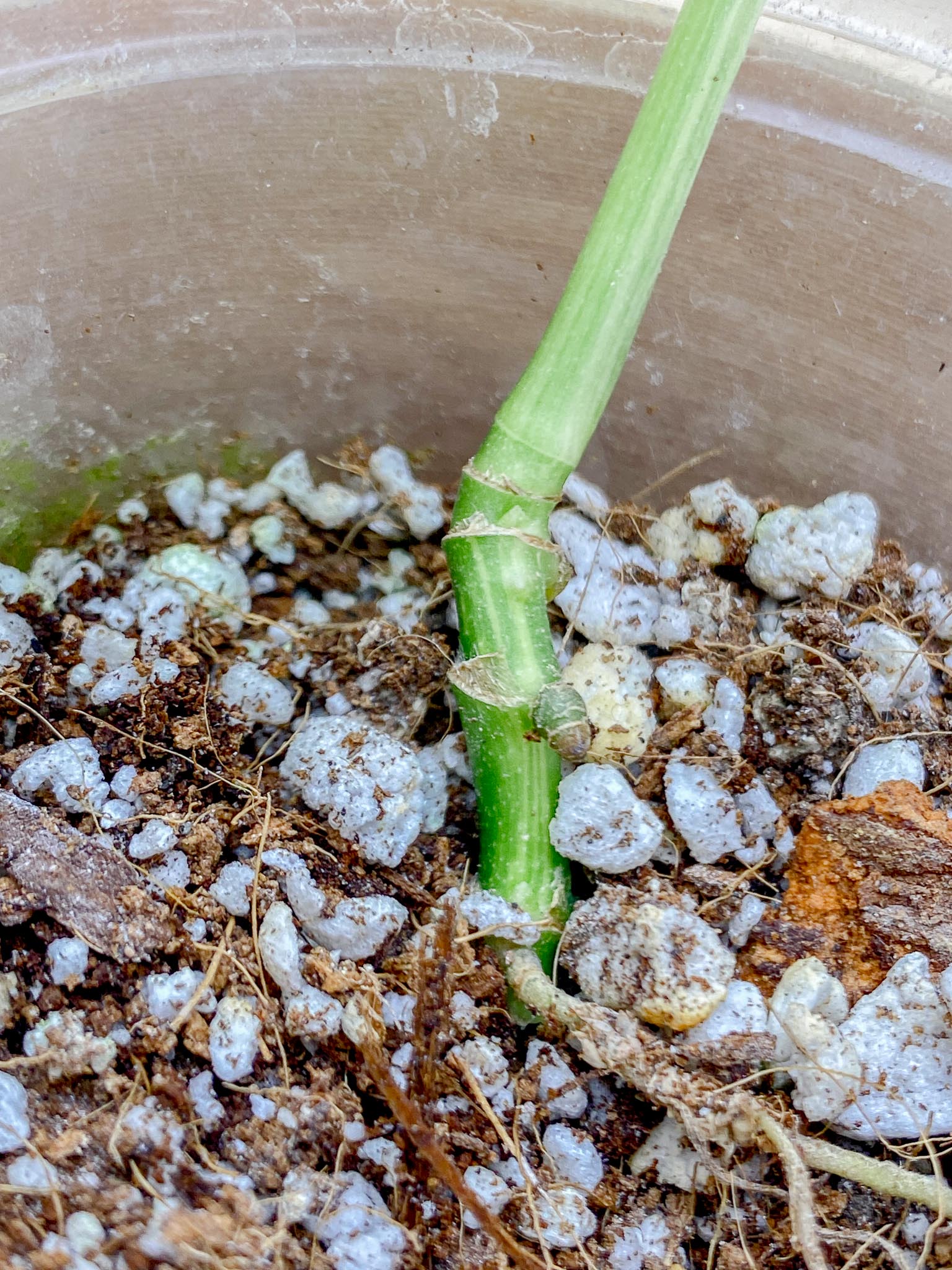 Monstera Adansonii Aurea Variegated 2 Leaves  Multiple Nodes 1 Growing Bud 1 Sprout Rooted