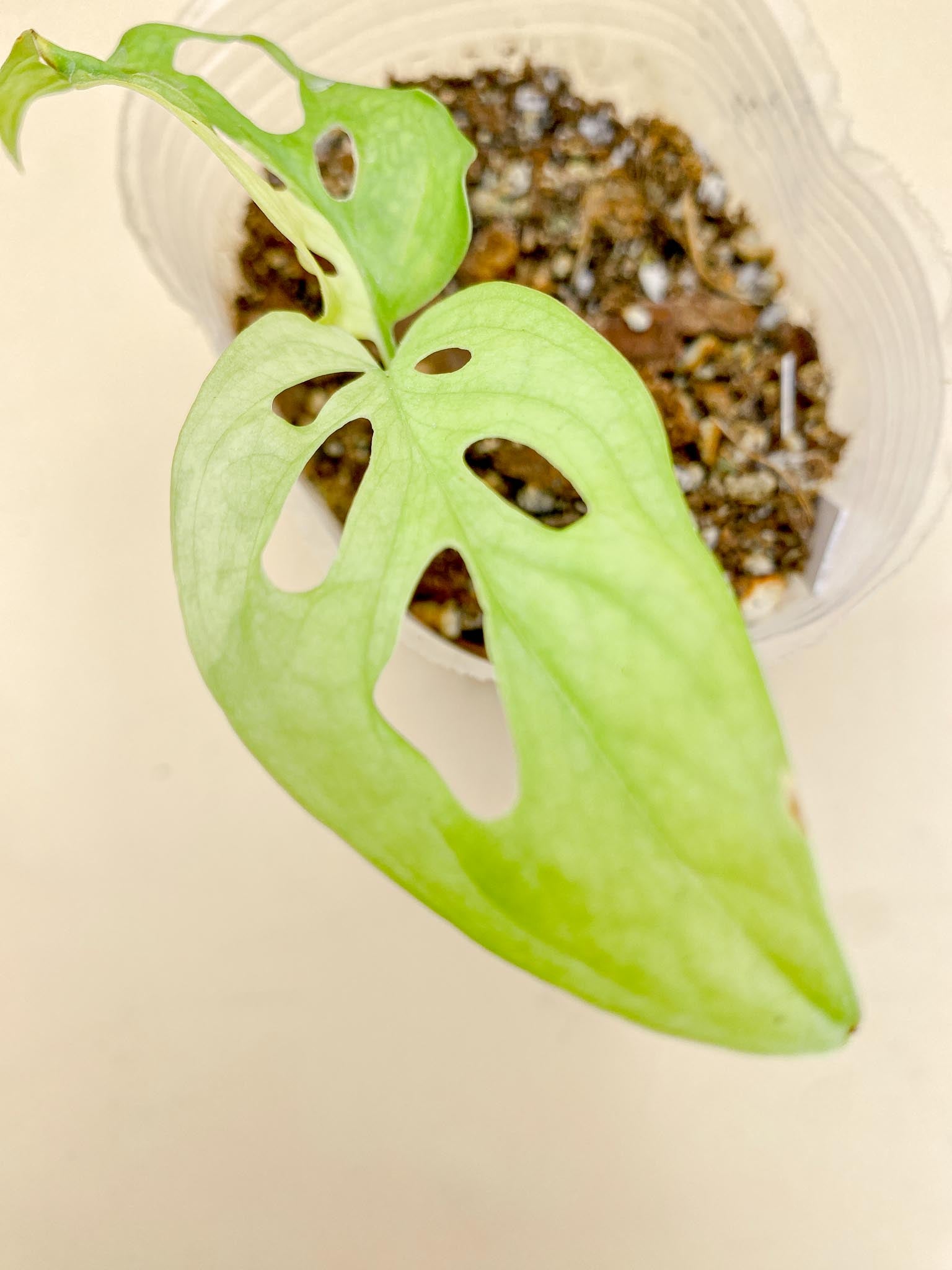 Monstera Adansonii Aurea Variegated 2 Leaves  Multiple Nodes top cutting Rooted