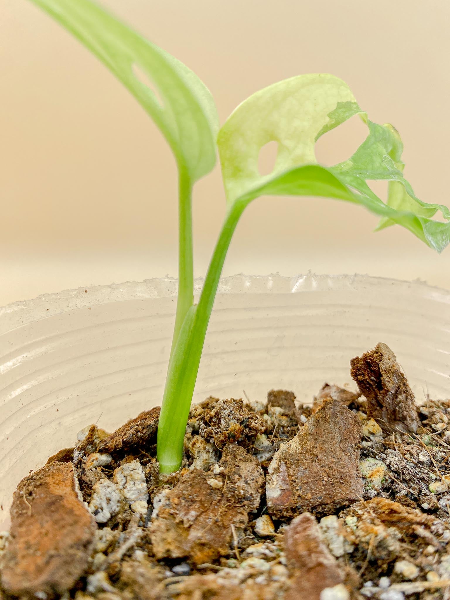 Monstera Adansonii Aurea Variegated 2 Leaves  Multiple Nodes top cutting Rooted