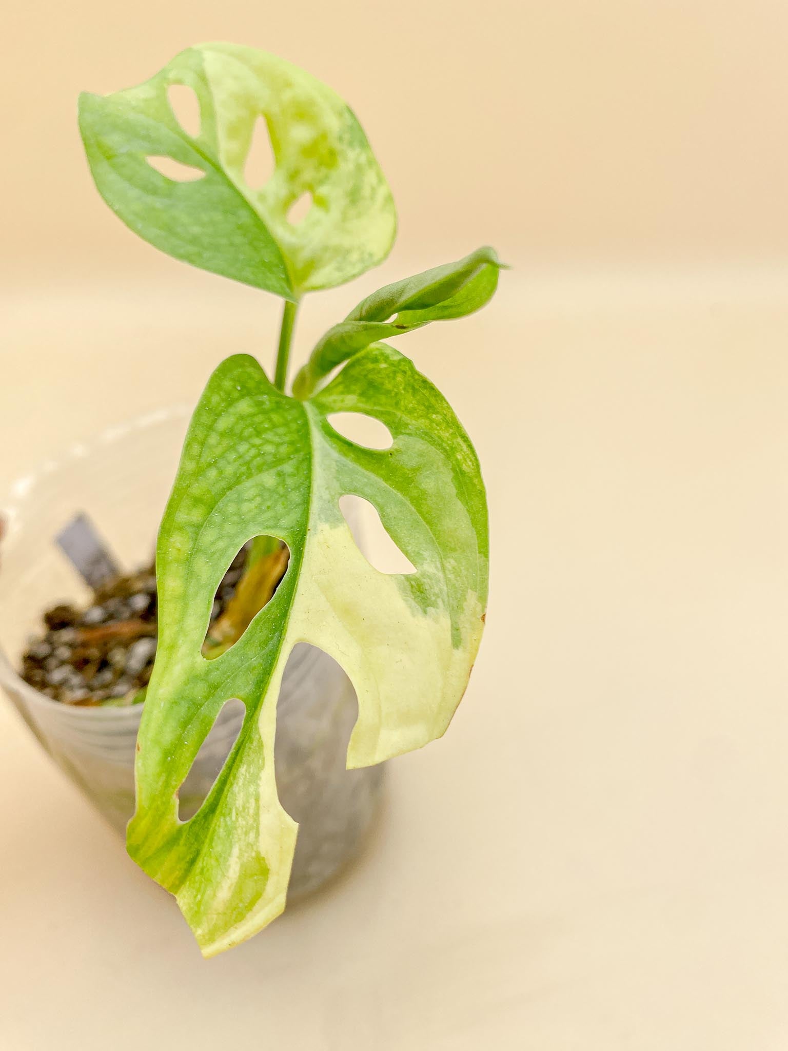 Monstera Adansonii Aurea Variegated 3 Leaves  Multiple Nodes 1 Growing Bud 1 Sprout Rooted