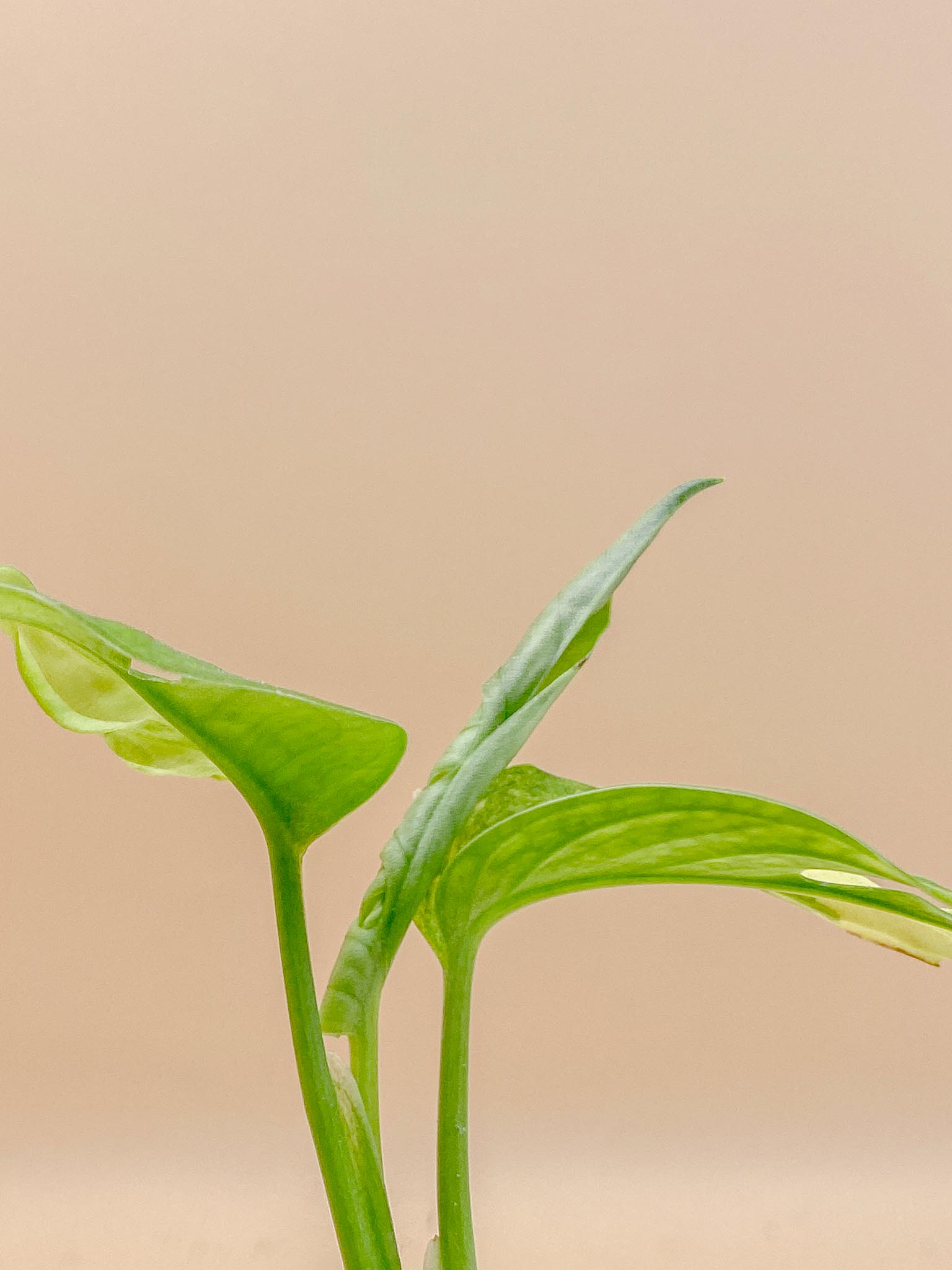 Monstera Adansonii Aurea Variegated 3 Leaves  Multiple Nodes 1 Growing Bud 1 Sprout Rooted