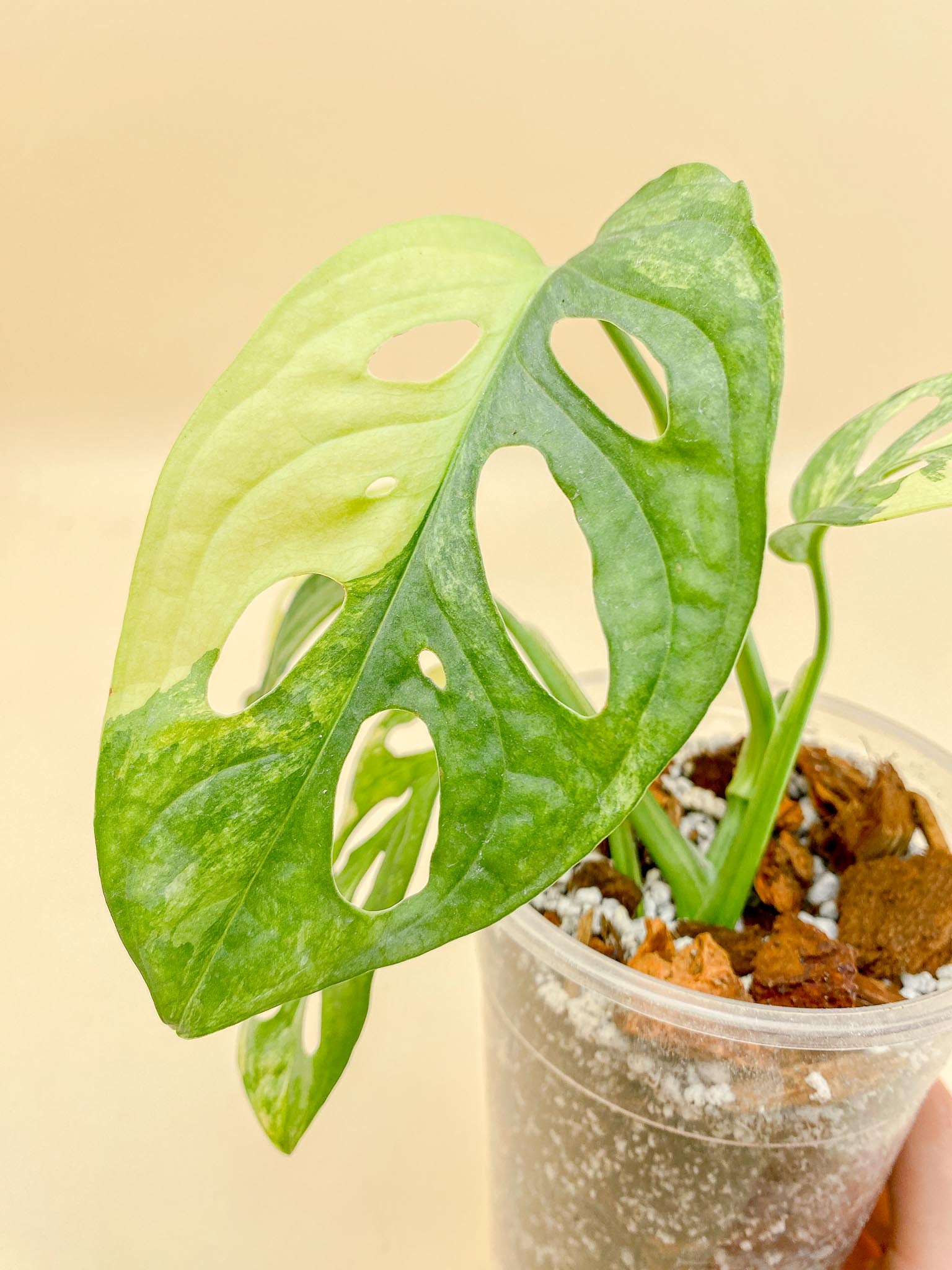 Monstera Adansonii Aurea Variegated 4 Leaves  4 Nodes  top cutting Rooted