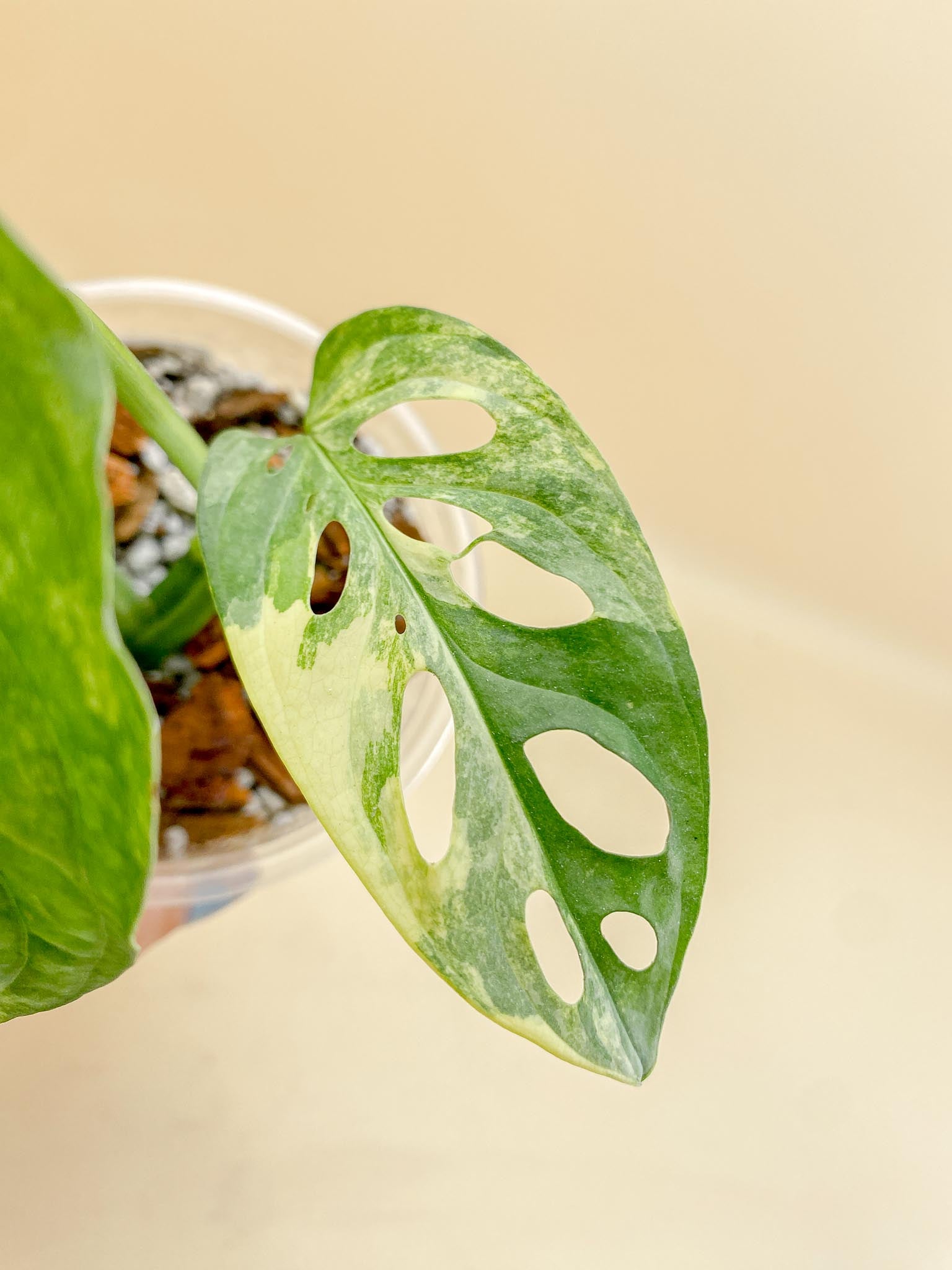 Monstera Adansonii Aurea Variegated 4 Leaves  4 Nodes  top cutting Rooted