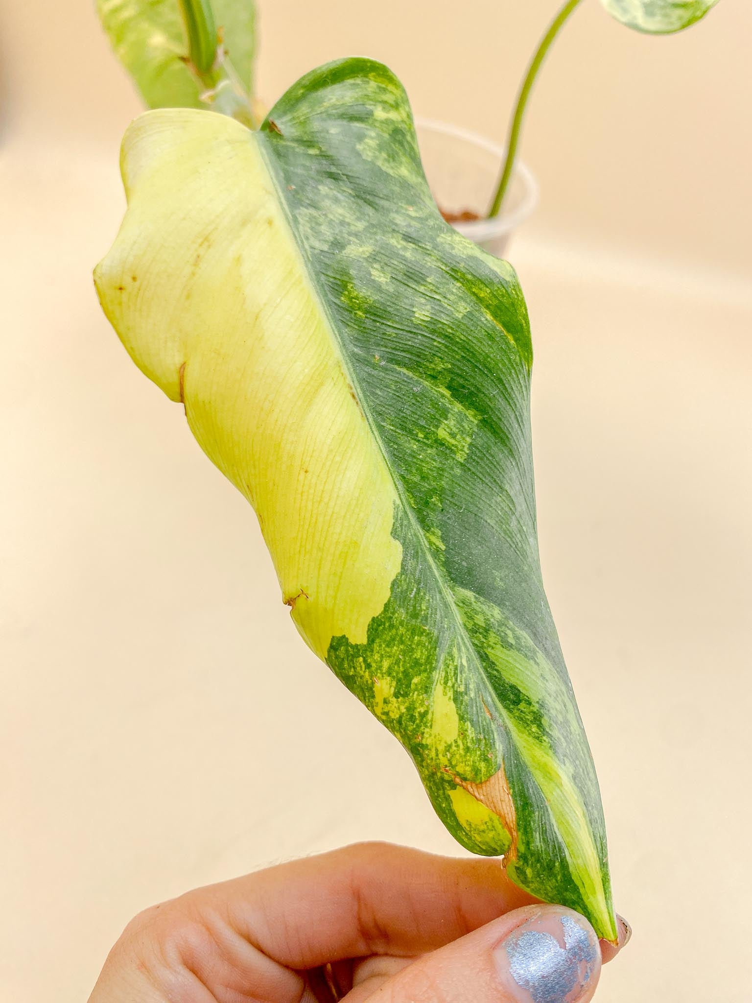 Philodendron Domesticum Variegated 5 Leaves Multiple Nodes 1 Sprout top cutting