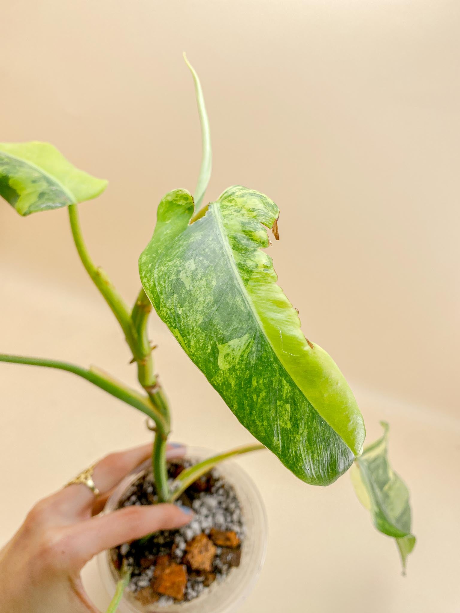 Philodendron Domesticum Variegated 5 Leaves Multiple Nodes 1 Sprout top cutting