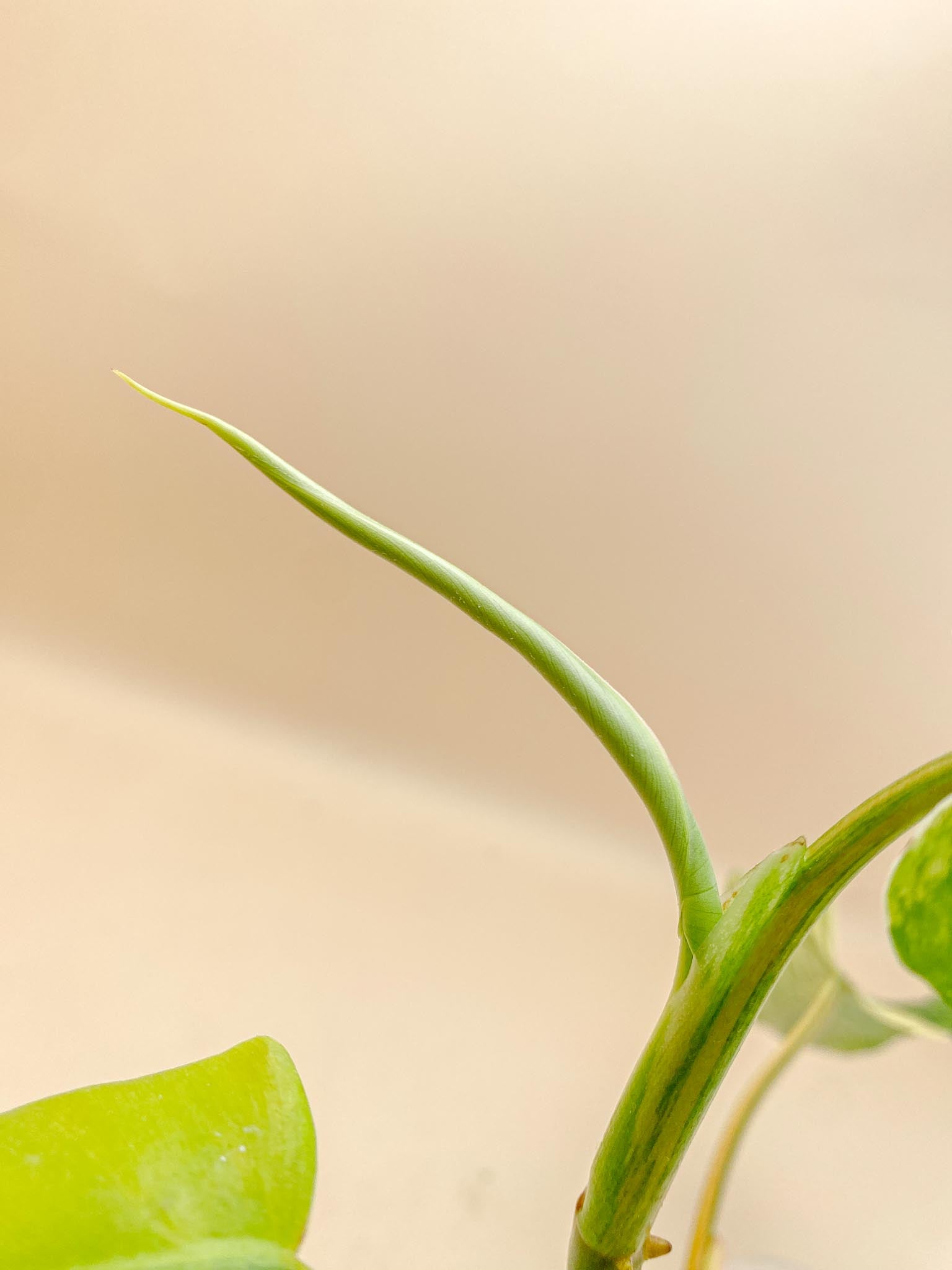 Philodendron Domesticum Variegated 5 Leaves Multiple Nodes 1 Sprout top cutting