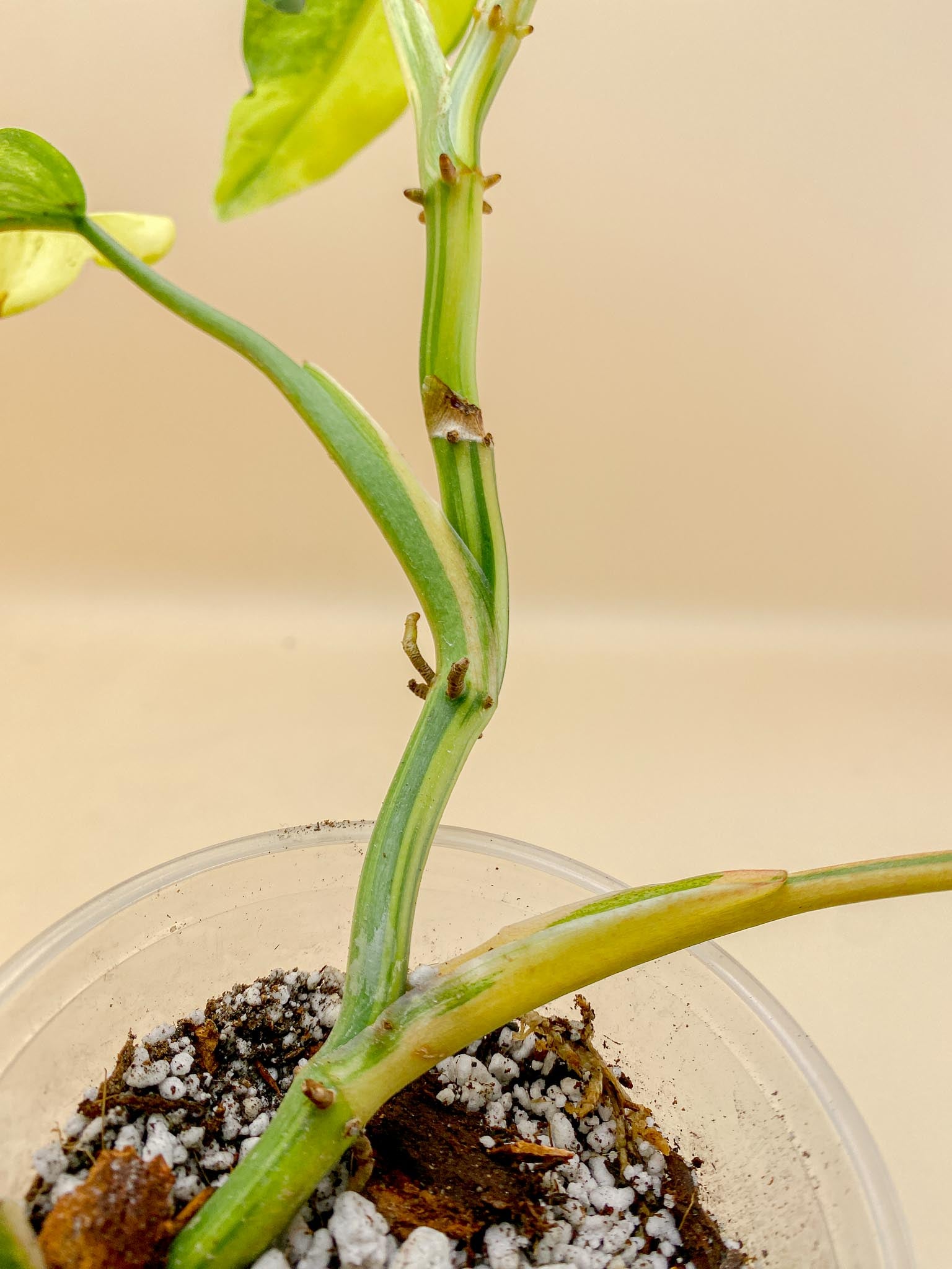 Philodendron Domesticum Variegated 5 Leaves Multiple Nodes 1 Sprout top cutting