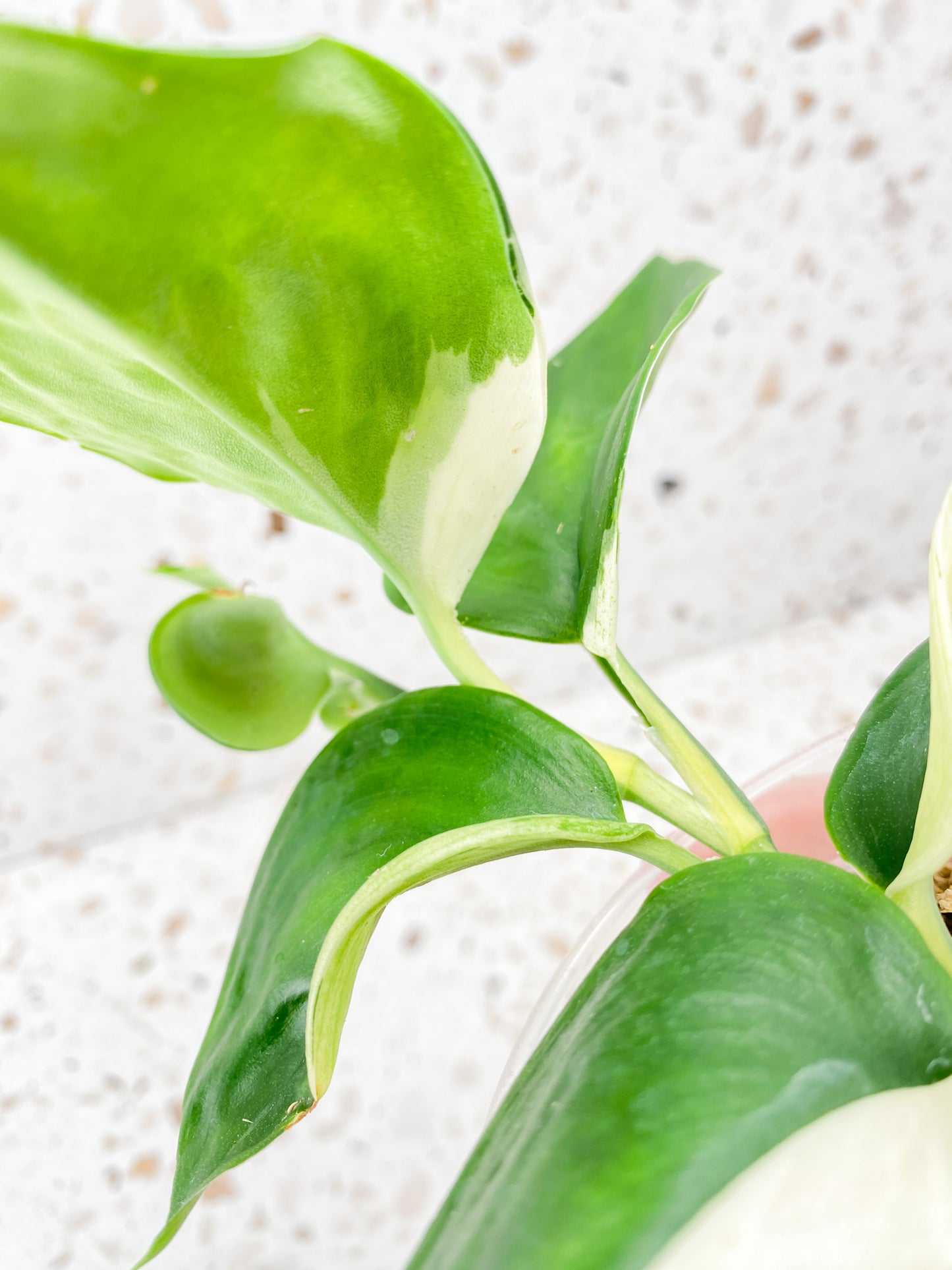 Scindapsus Moonlight Variegated multiple leaf top cutting