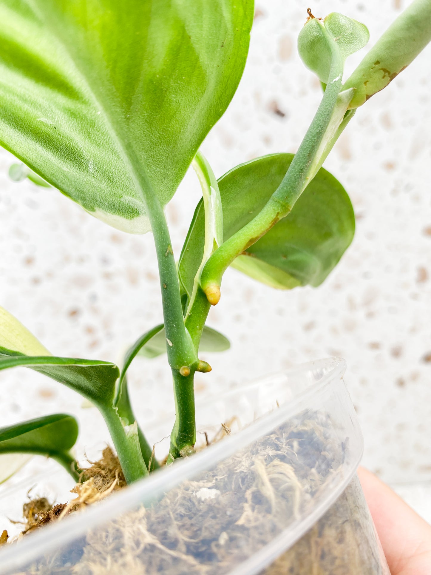 Scindapsus Moonlight Variegated multiple leaf top cutting