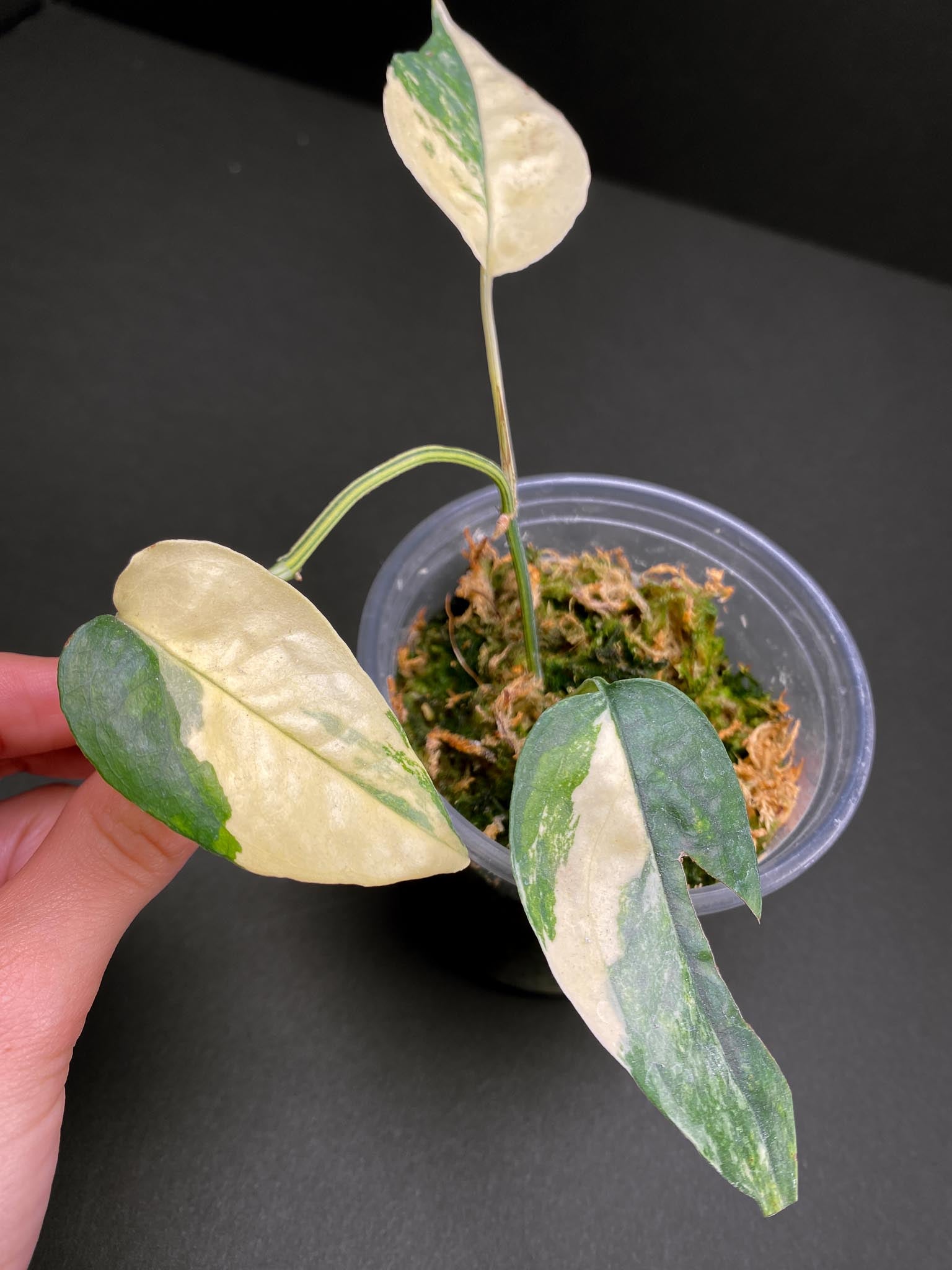 Epipremnum Cebu Blue Aurea Variegated 3 Leaves  3 Nodes  Rooted