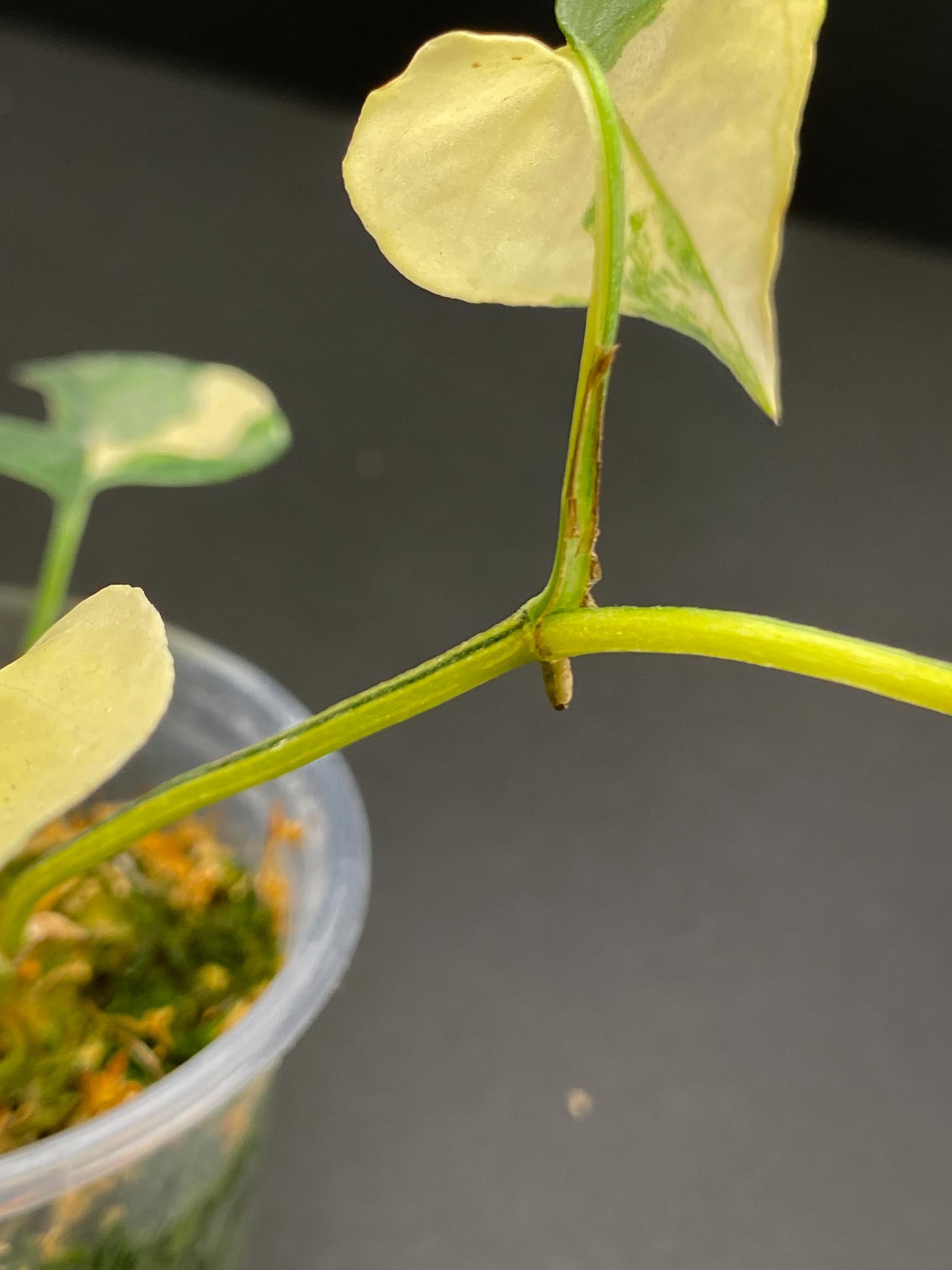 Epipremnum Cebu Blue Aurea Variegated 3 Leaves  3 Nodes  Rooted