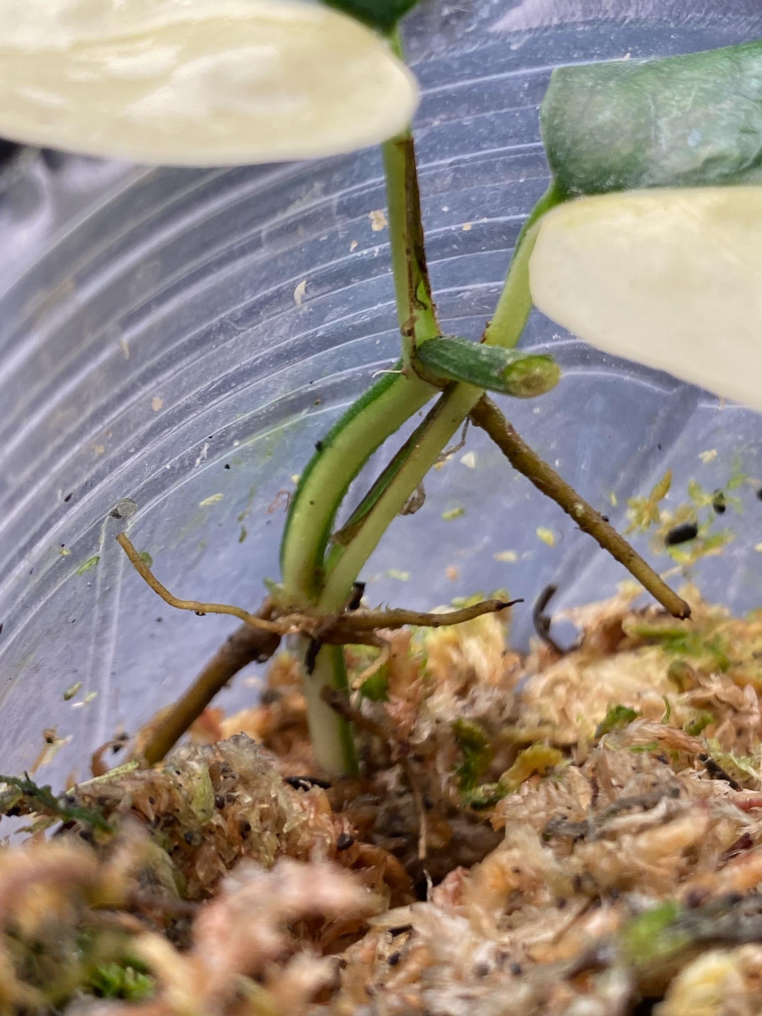 Epipremnum Cebu Blue Aurea Variegated 2 Leaves  Multiple Nodes Rooted