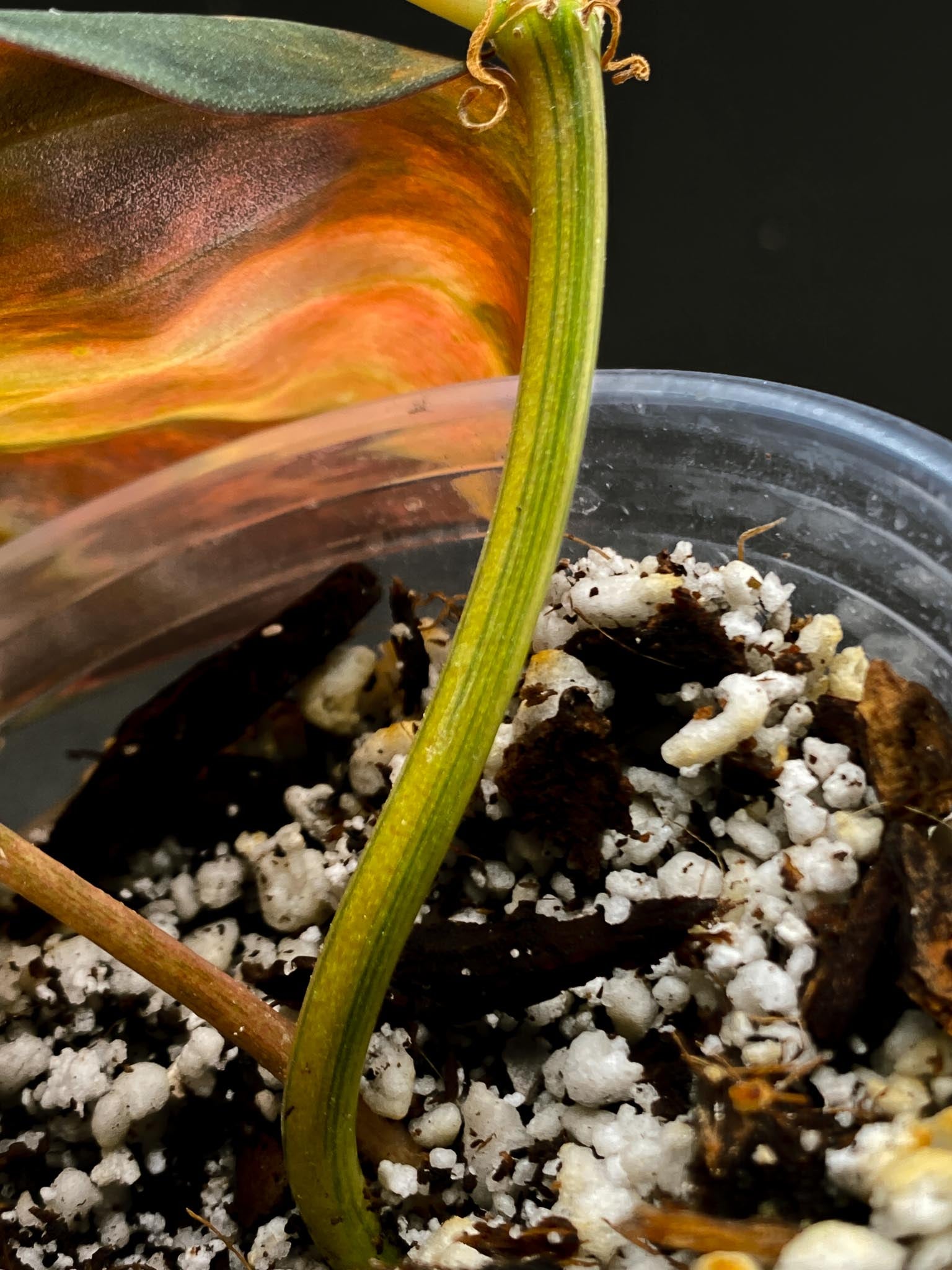 Philodendron Micans Variegated 2 Leaves  3 Nodes  1 Sprout