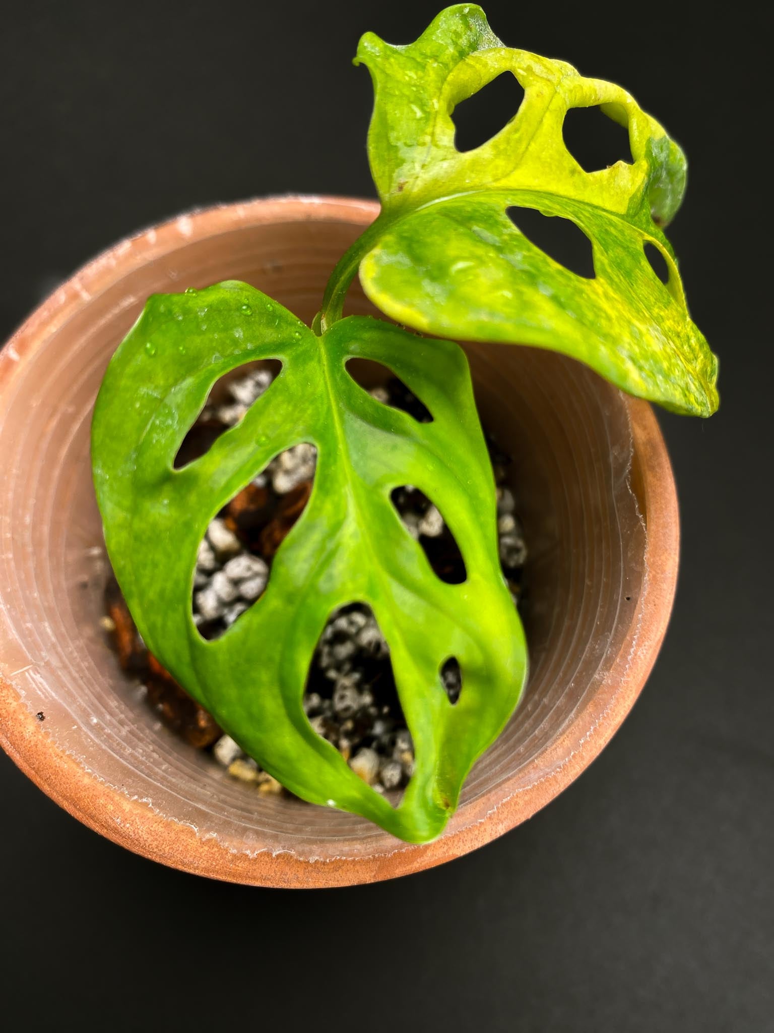 Monstera Adansonii Aurea Variegated 2 Leaves  2 Nodes  Top Cutting Rooted