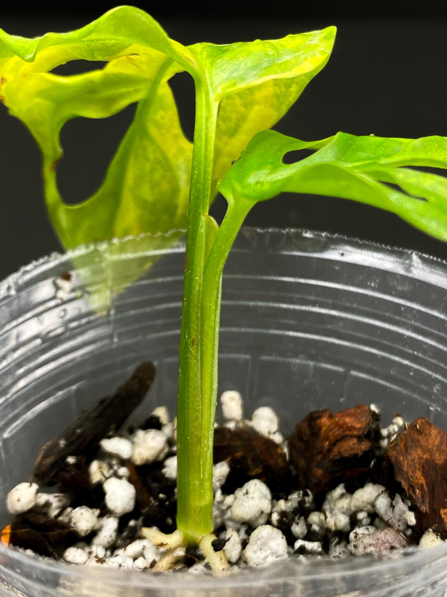 Monstera Adansonii Aurea Variegated 2 Leaves  2 Nodes  Top Cutting Rooted