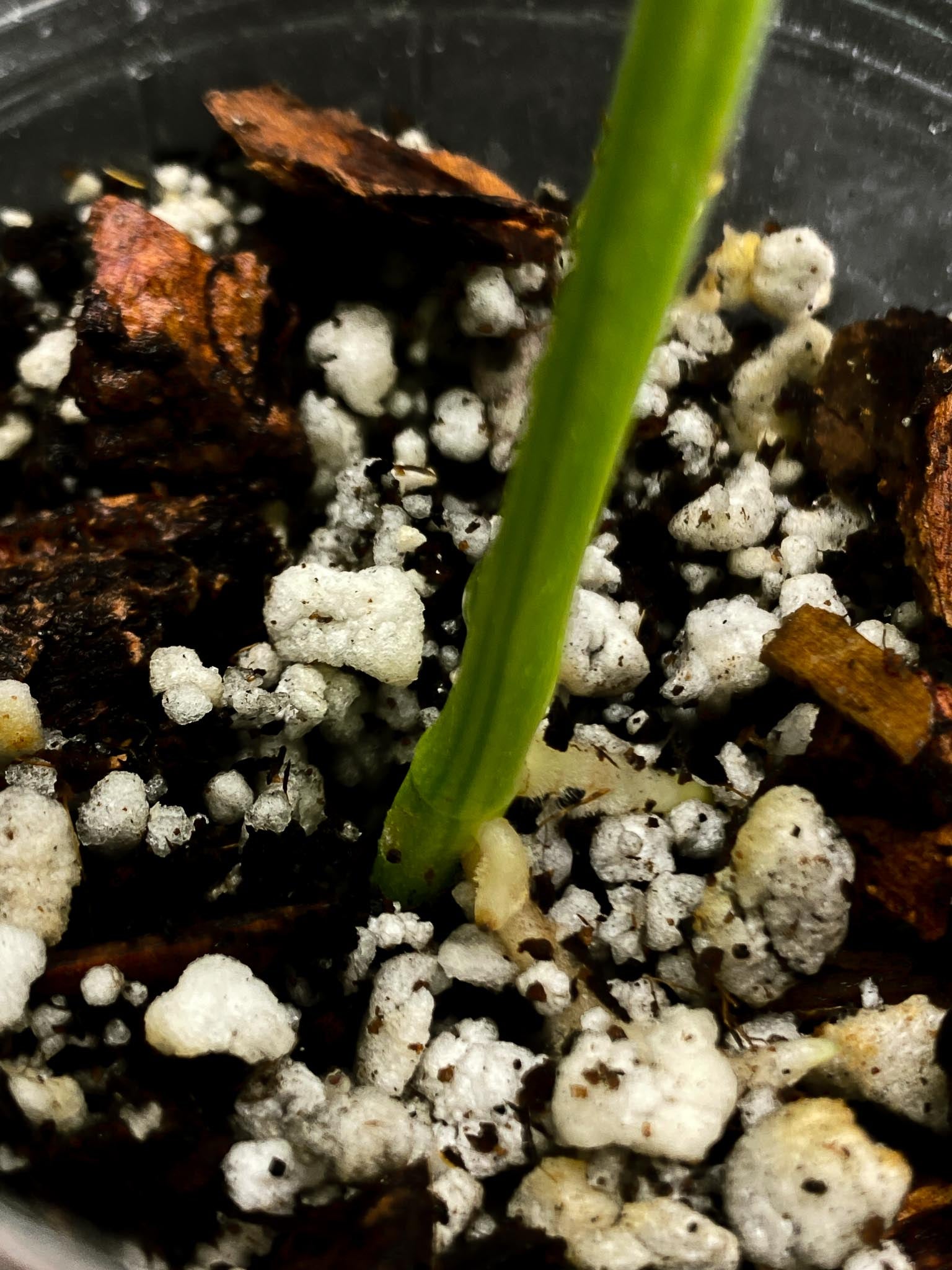 Monstera Adansonii Aurea Variegated 2 Leaves  2 Nodes  Top Cutting Rooted