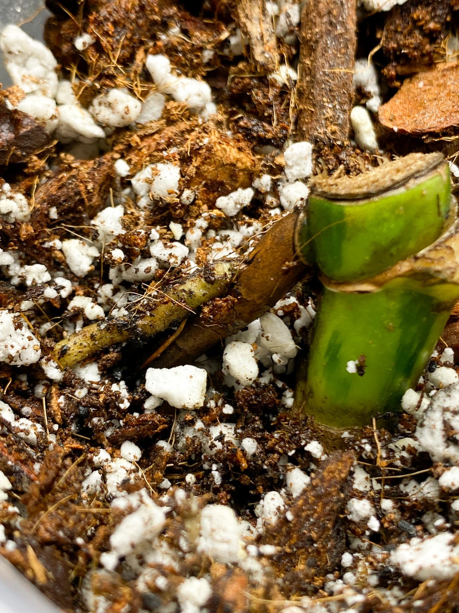 Monstera Aurea Tricolor 2 Nodes  Rooted