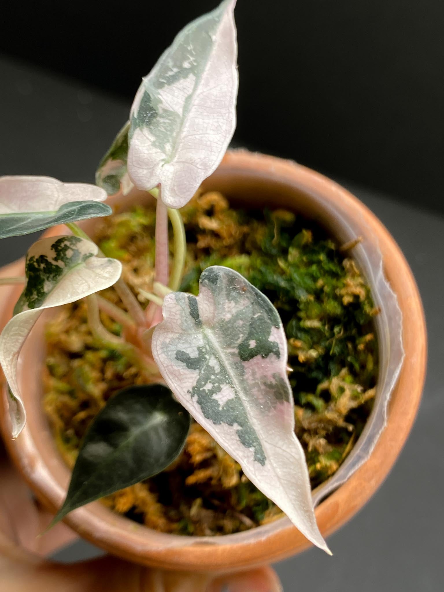 Alocasia Bambino Albo pink Variegated Multiple Leaves Multiple Nodes 2 Sprouts Rooted