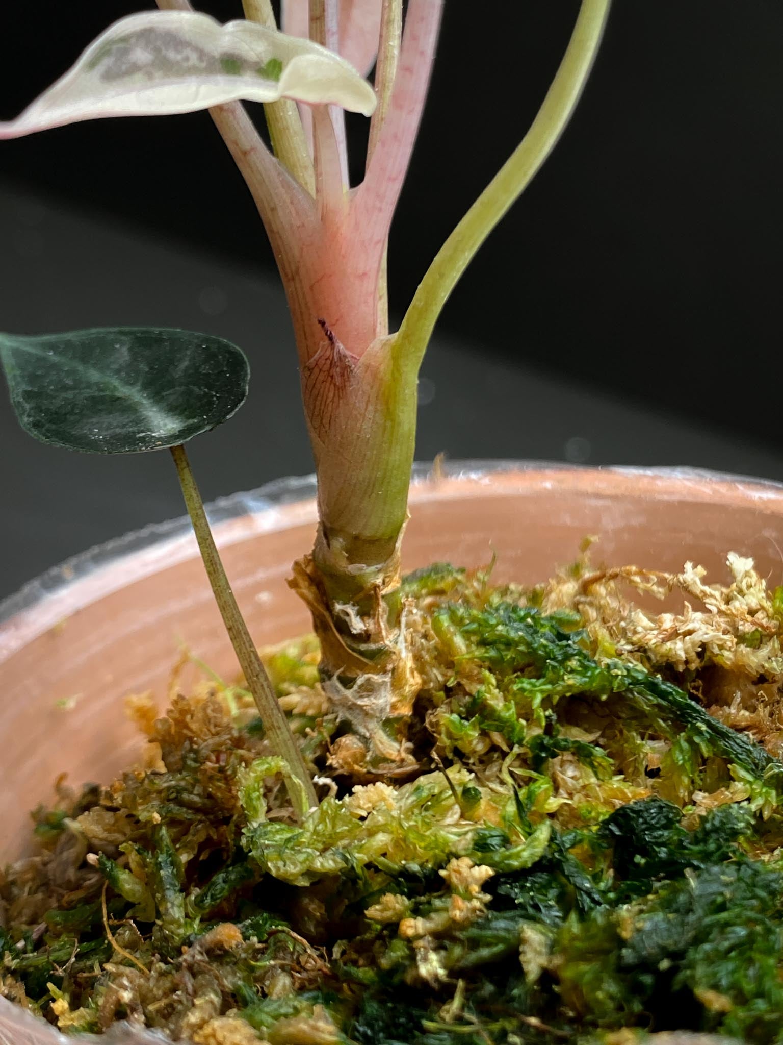 Alocasia Bambino Albo pink Variegated Multiple Leaves Multiple Nodes 2 Sprouts Rooted