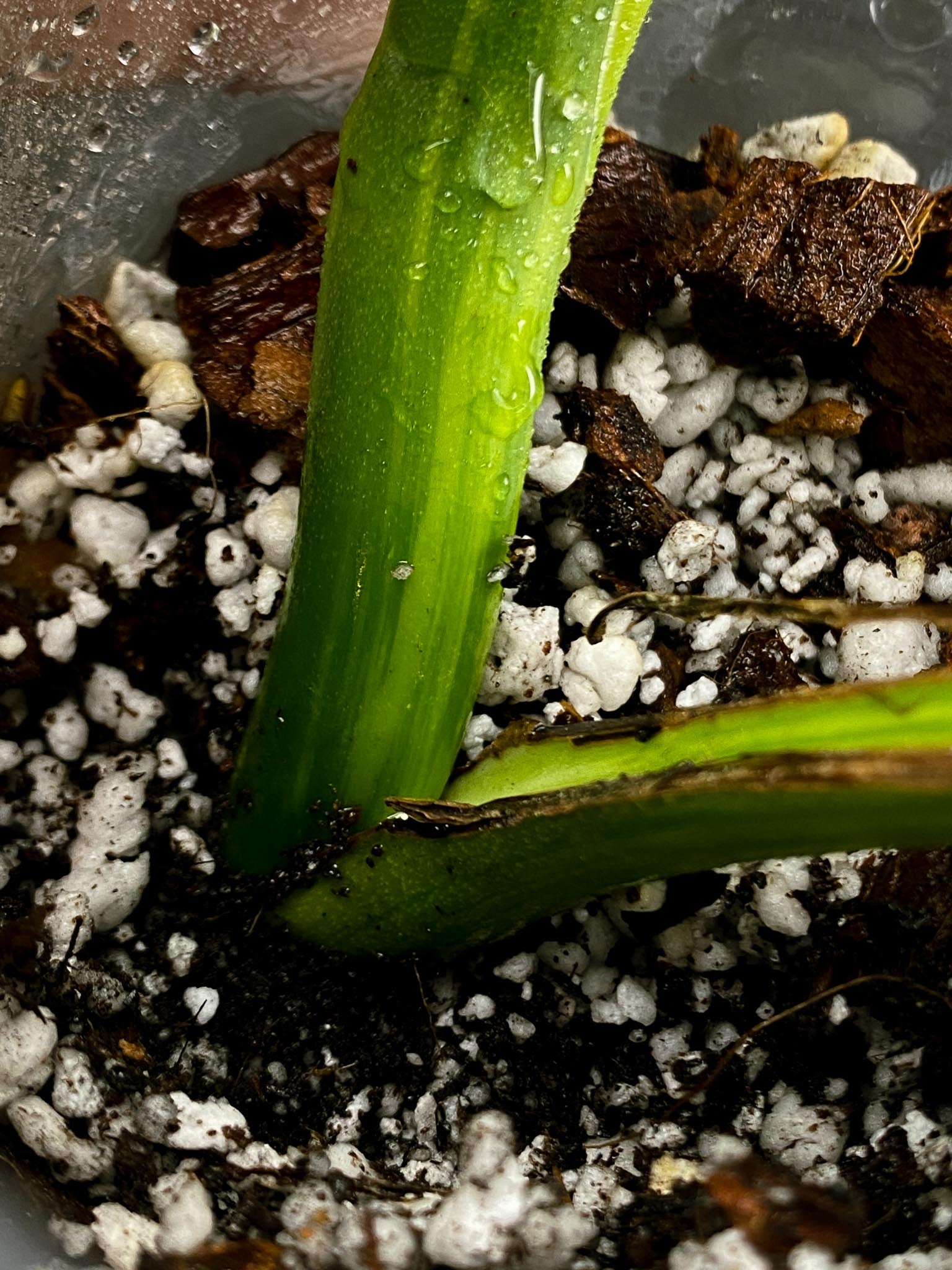 Monstera Aurea Tricolor Variegated 2 Big Leaves  2 Nodes  Rooted