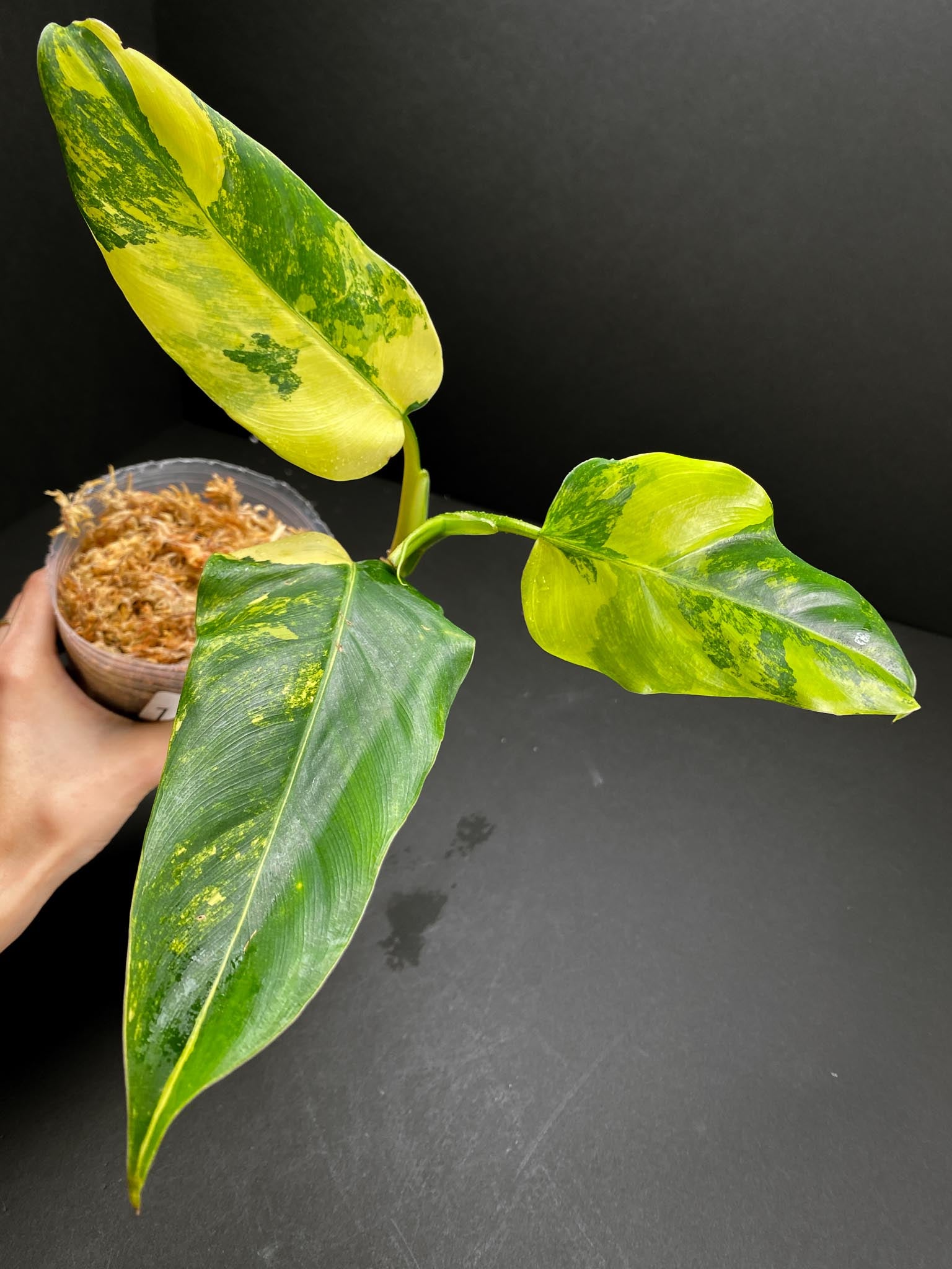 Philodendron Domesticum Variegated 3 Leaves  Multiple Nodes 1 Growing Bud 1 Sprout