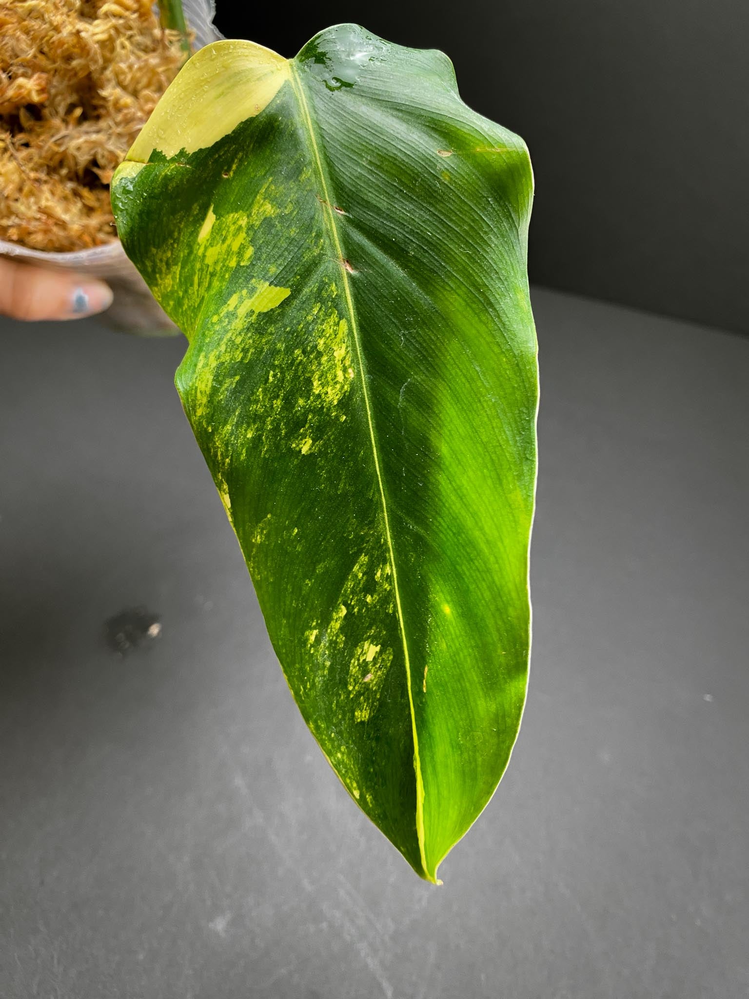 Philodendron Domesticum Variegated 3 Leaves  Multiple Nodes 1 Growing Bud 1 Sprout