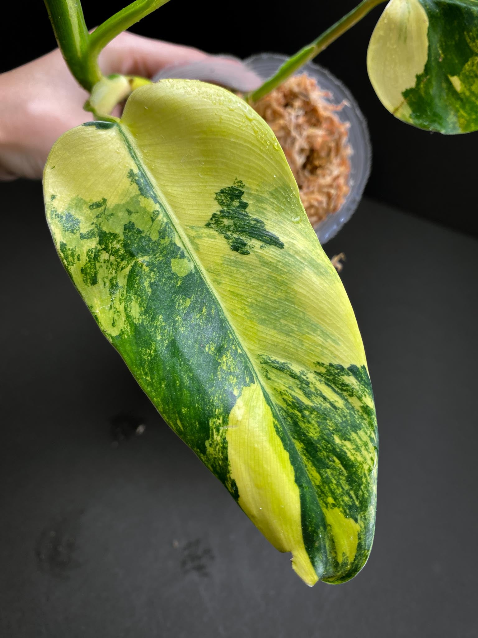 Philodendron Domesticum Variegated 3 Leaves  Multiple Nodes 1 Growing Bud 1 Sprout