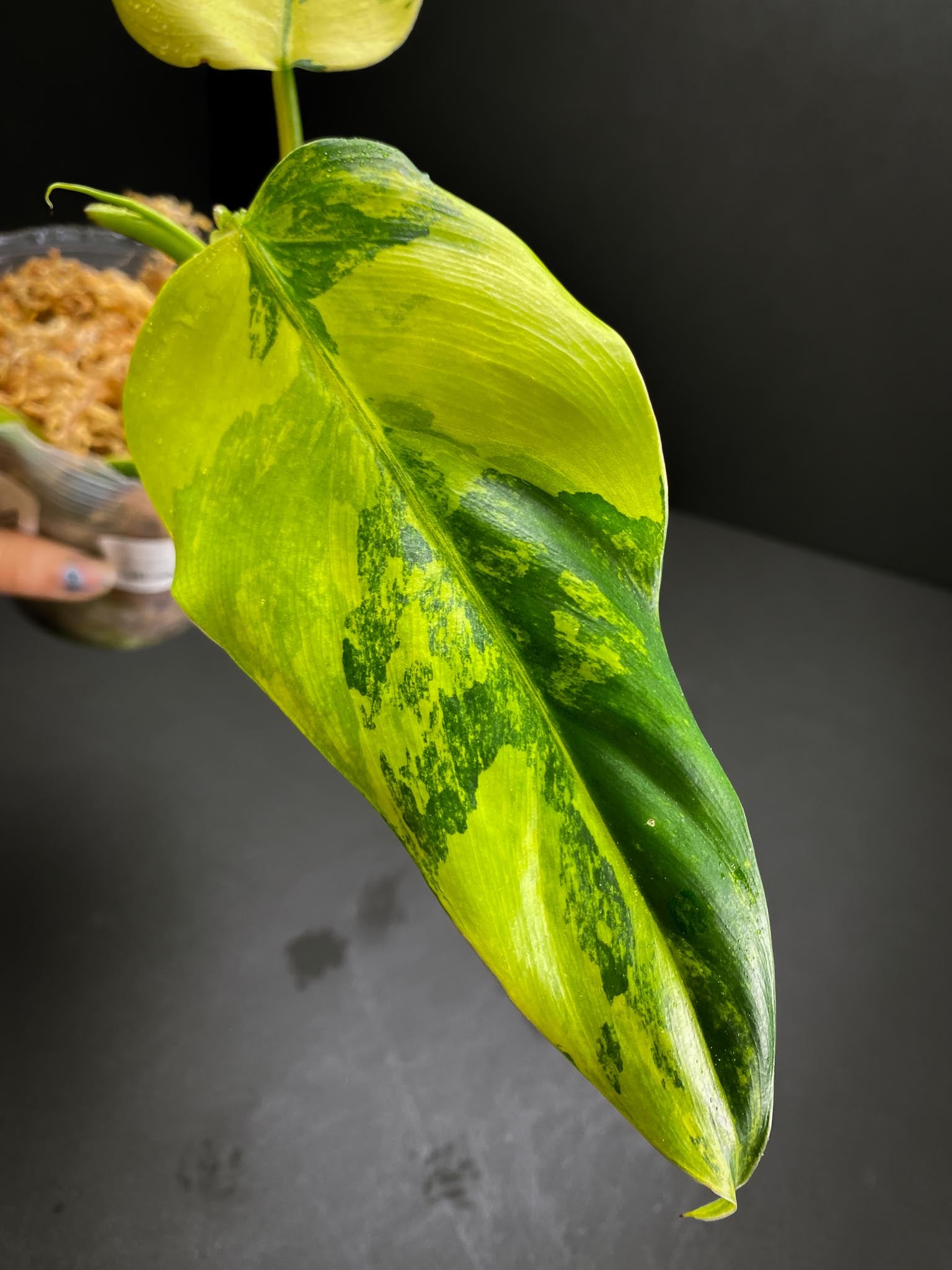 Philodendron Domesticum Variegated 3 Leaves  Multiple Nodes 1 Growing Bud 1 Sprout