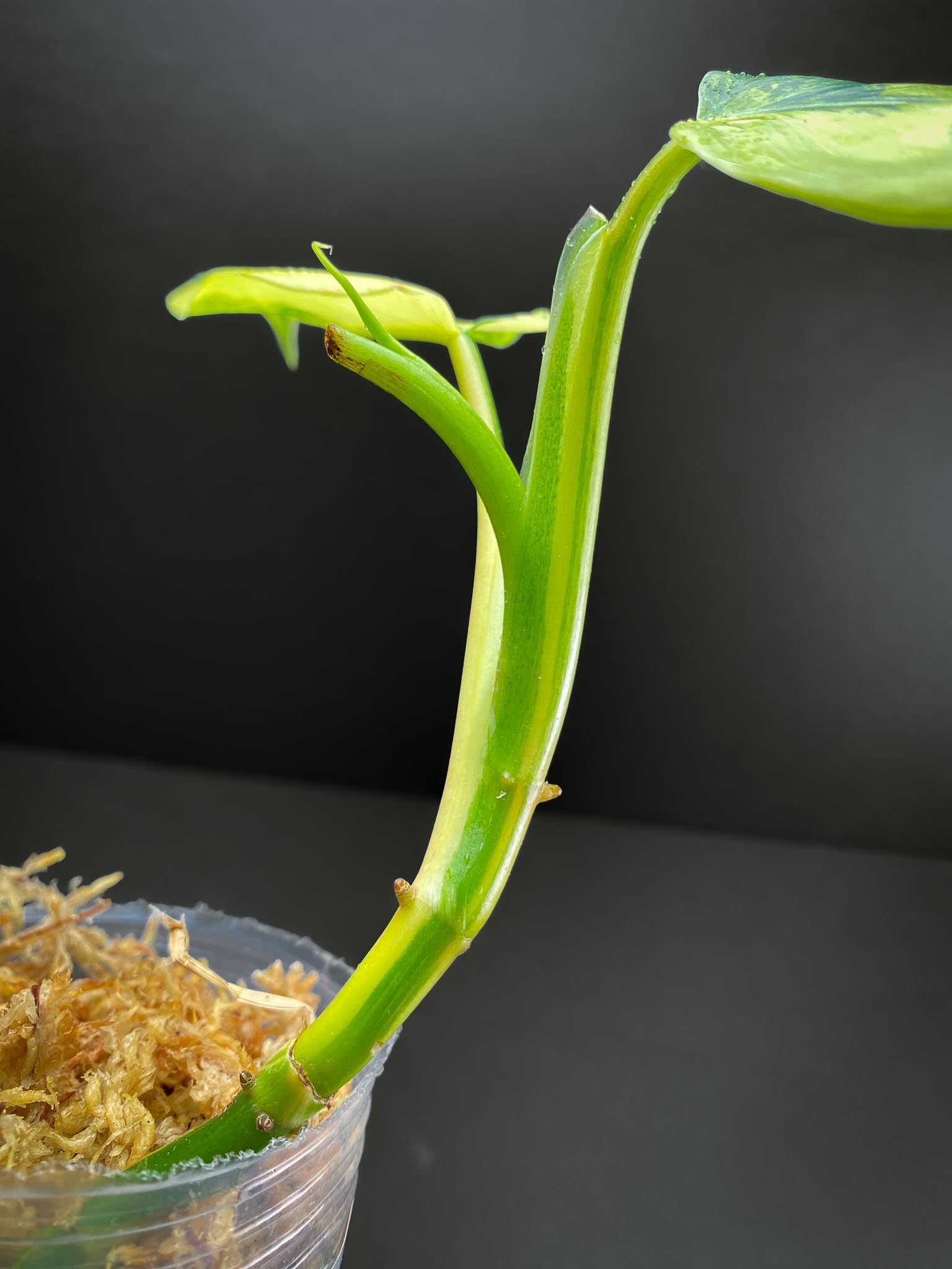 Philodendron Domesticum Variegated 3 Leaves  Multiple Nodes 1 Growing Bud 1 Sprout