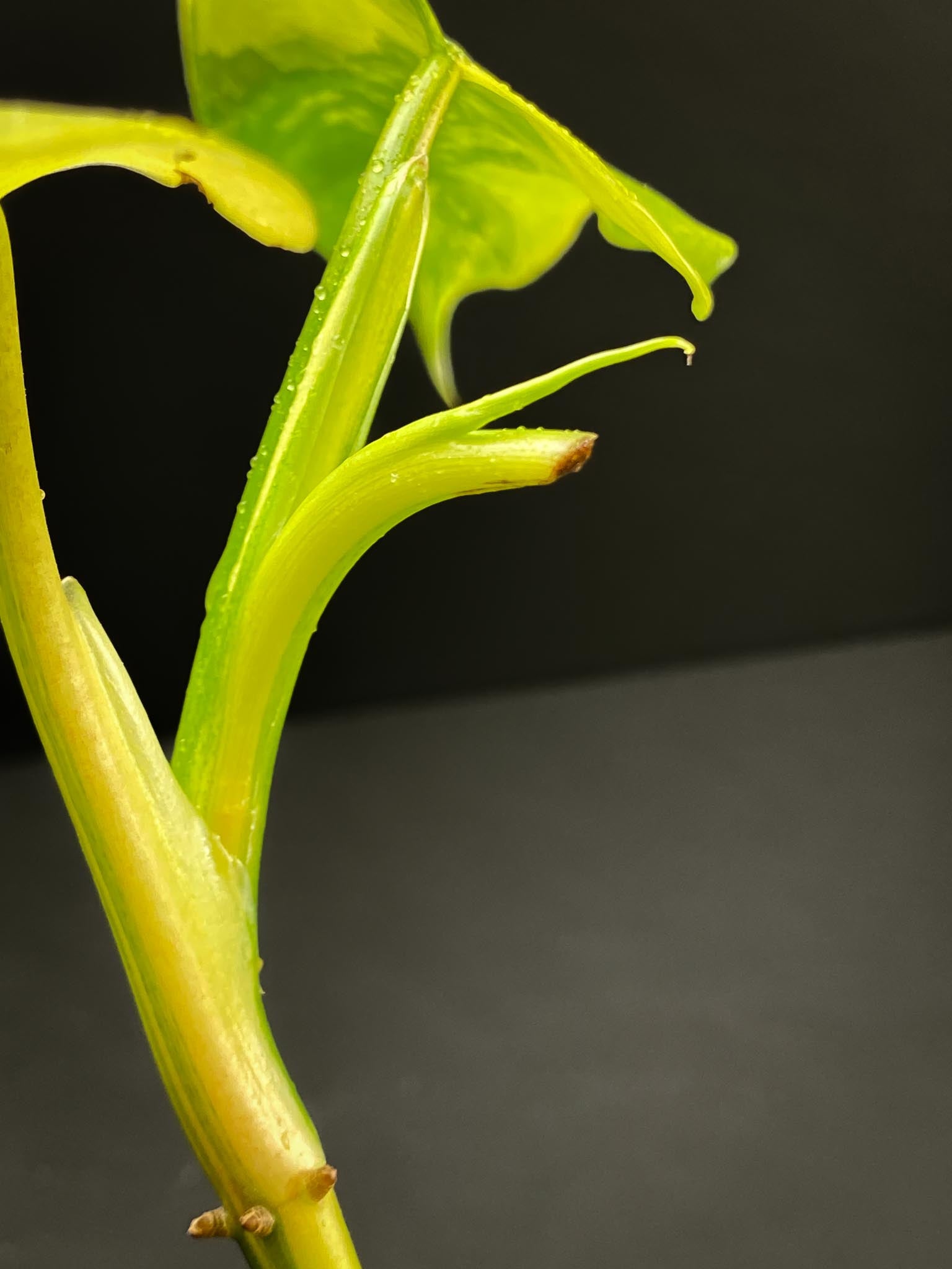 Philodendron Domesticum Variegated 3 Leaves  Multiple Nodes 1 Growing Bud 1 Sprout