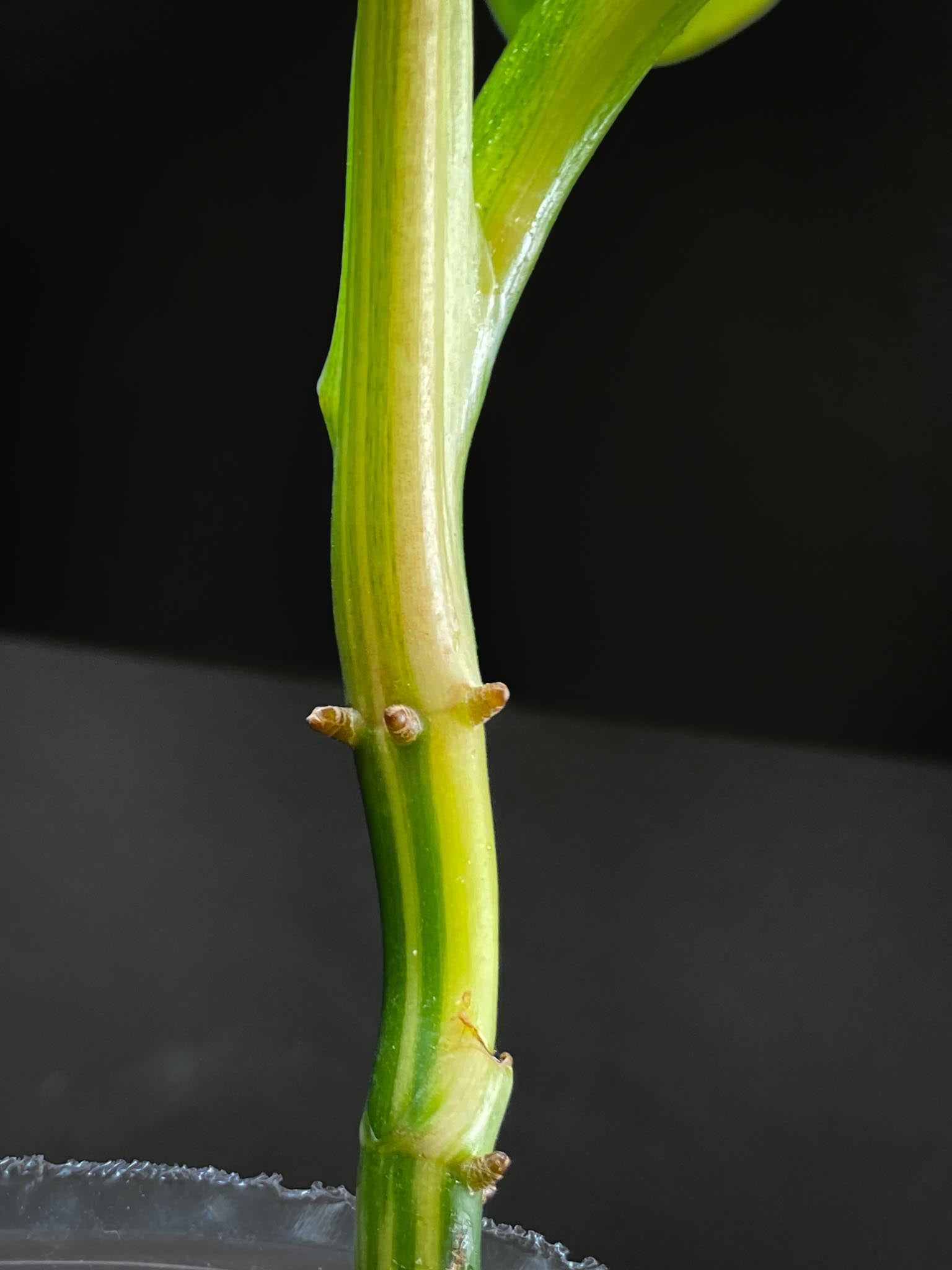 Philodendron Domesticum Variegated 3 Leaves  Multiple Nodes 1 Growing Bud 1 Sprout