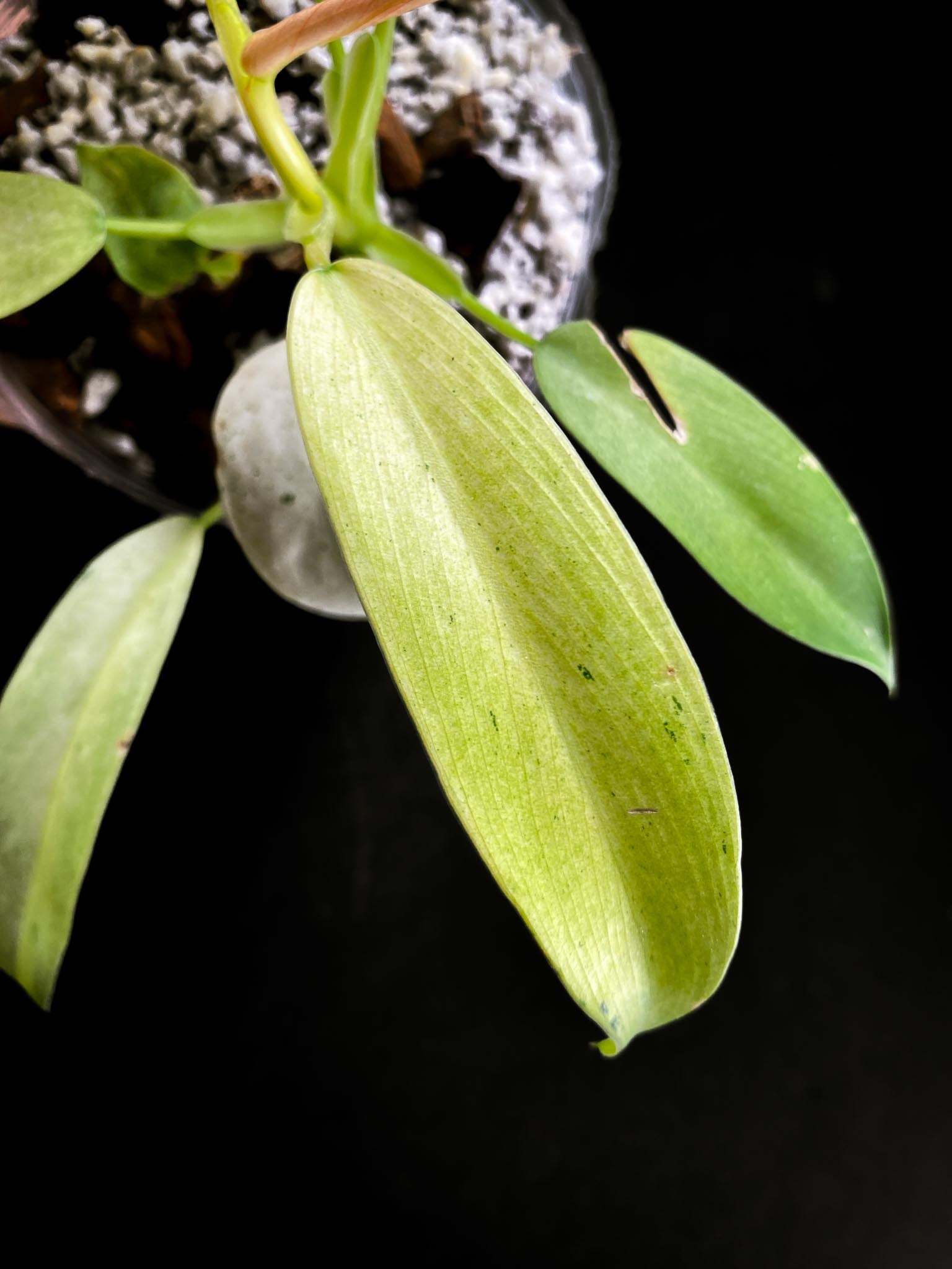 Philodendron Whipple Way A++ (US Clone) Multiple Leaves Multiple Nodes 1 Sprout Rooted