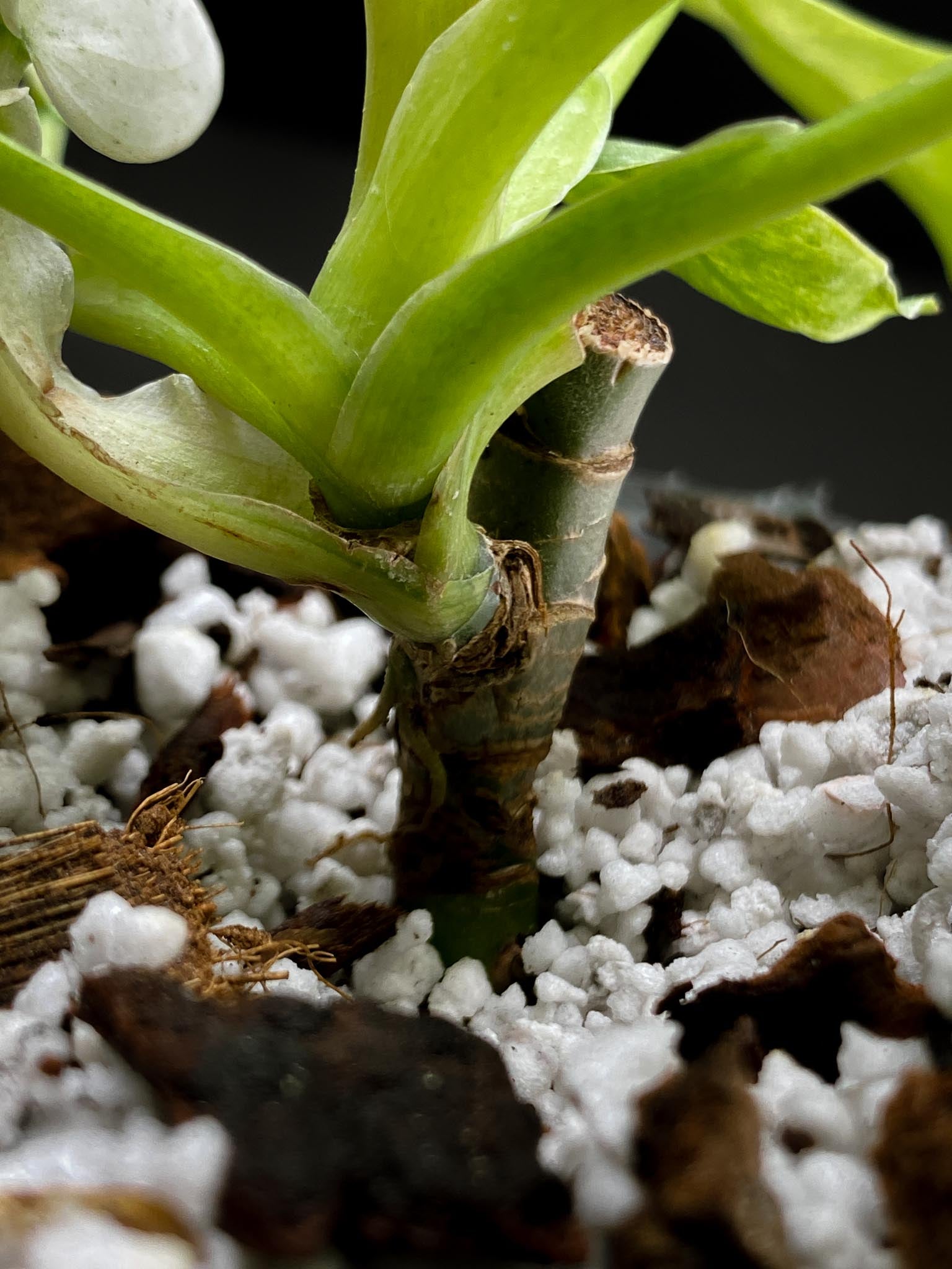 Philodendron Whipple Way A++ (US Clone) Multiple Leaves Multiple Nodes 1 Sprout Rooted