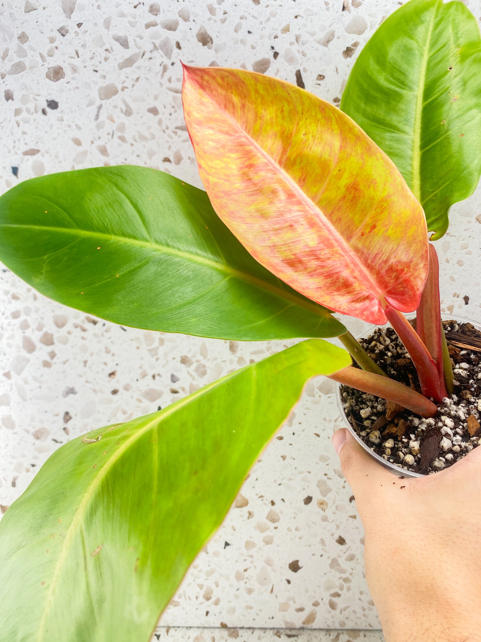 Philodendron Prince of Orange Variegated 4 leaf top cutting