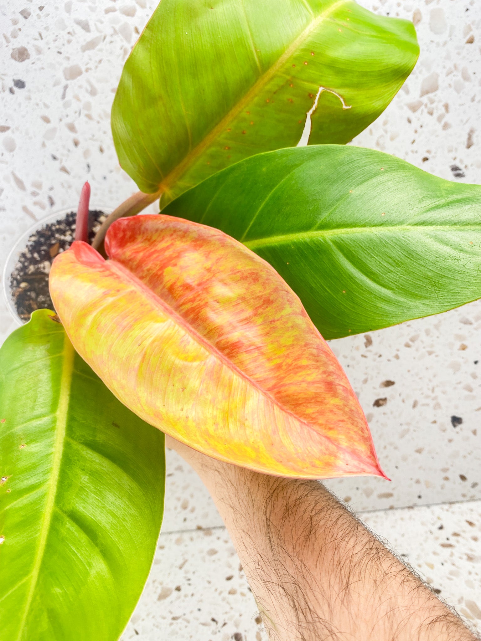 Philodendron Prince of Orange Variegated 4 leaf top cutting