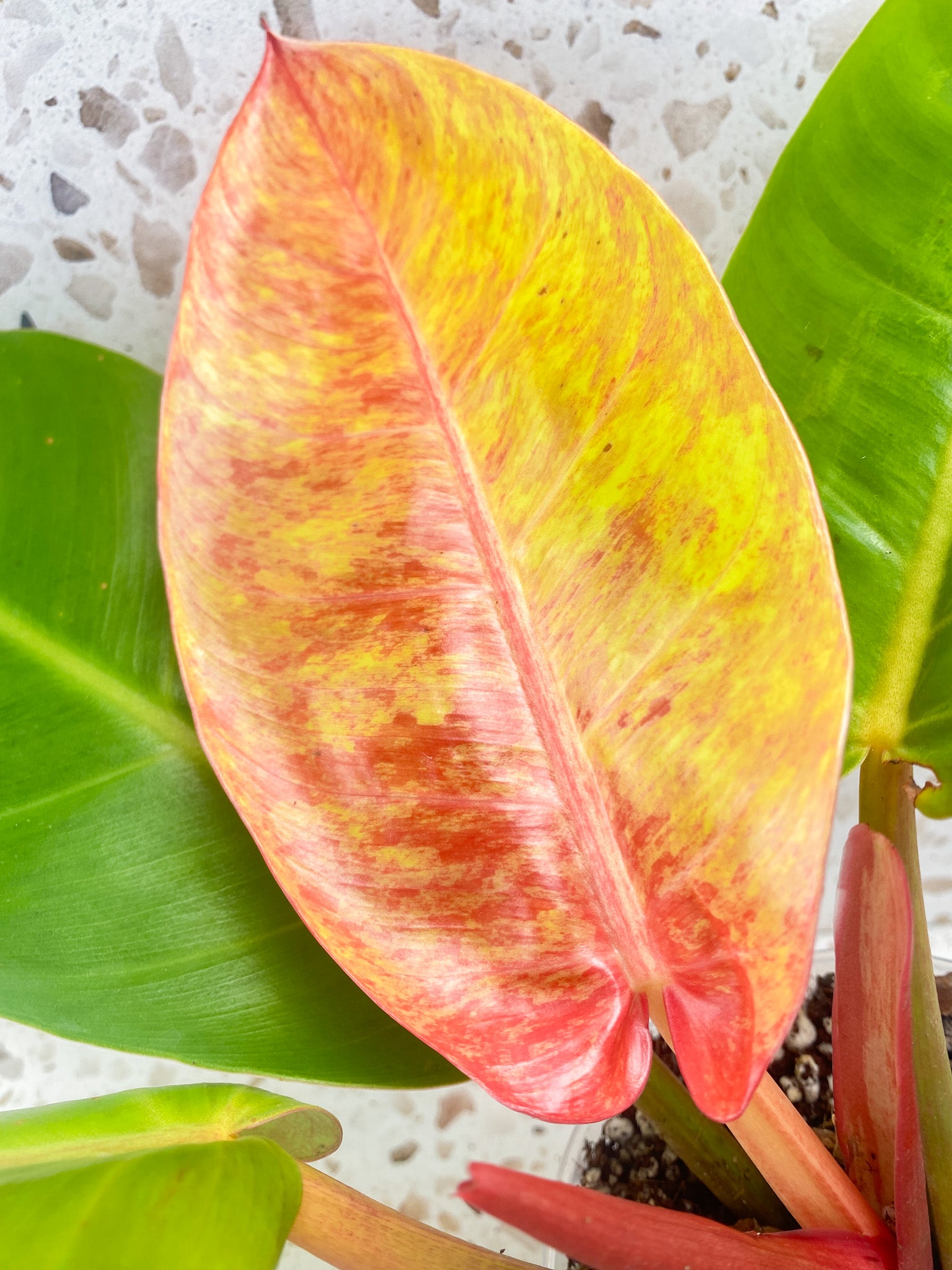 Philodendron Prince of Orange Variegated 4 leaf top cutting