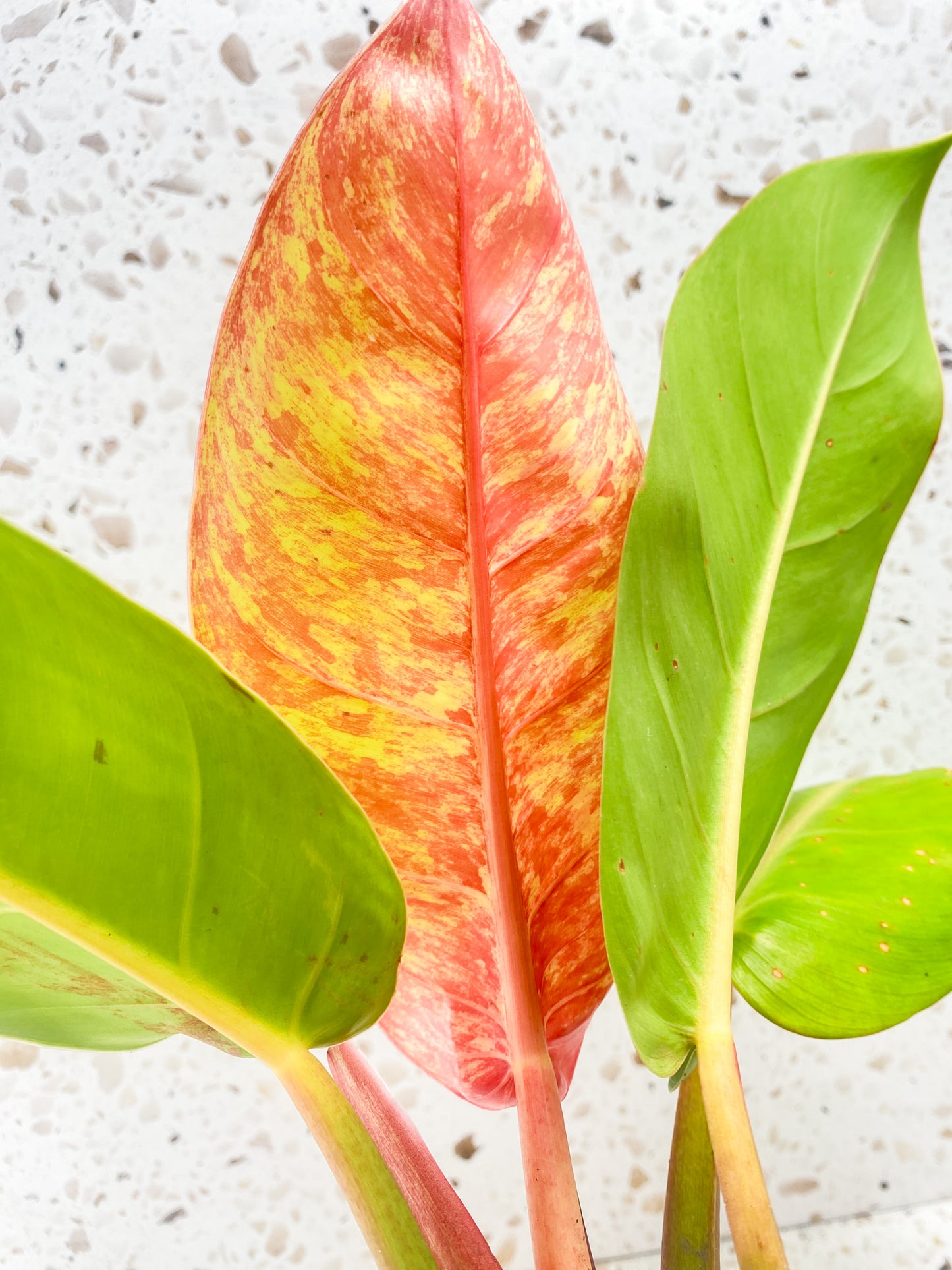 Philodendron Prince of Orange Variegated 4 leaf top cutting