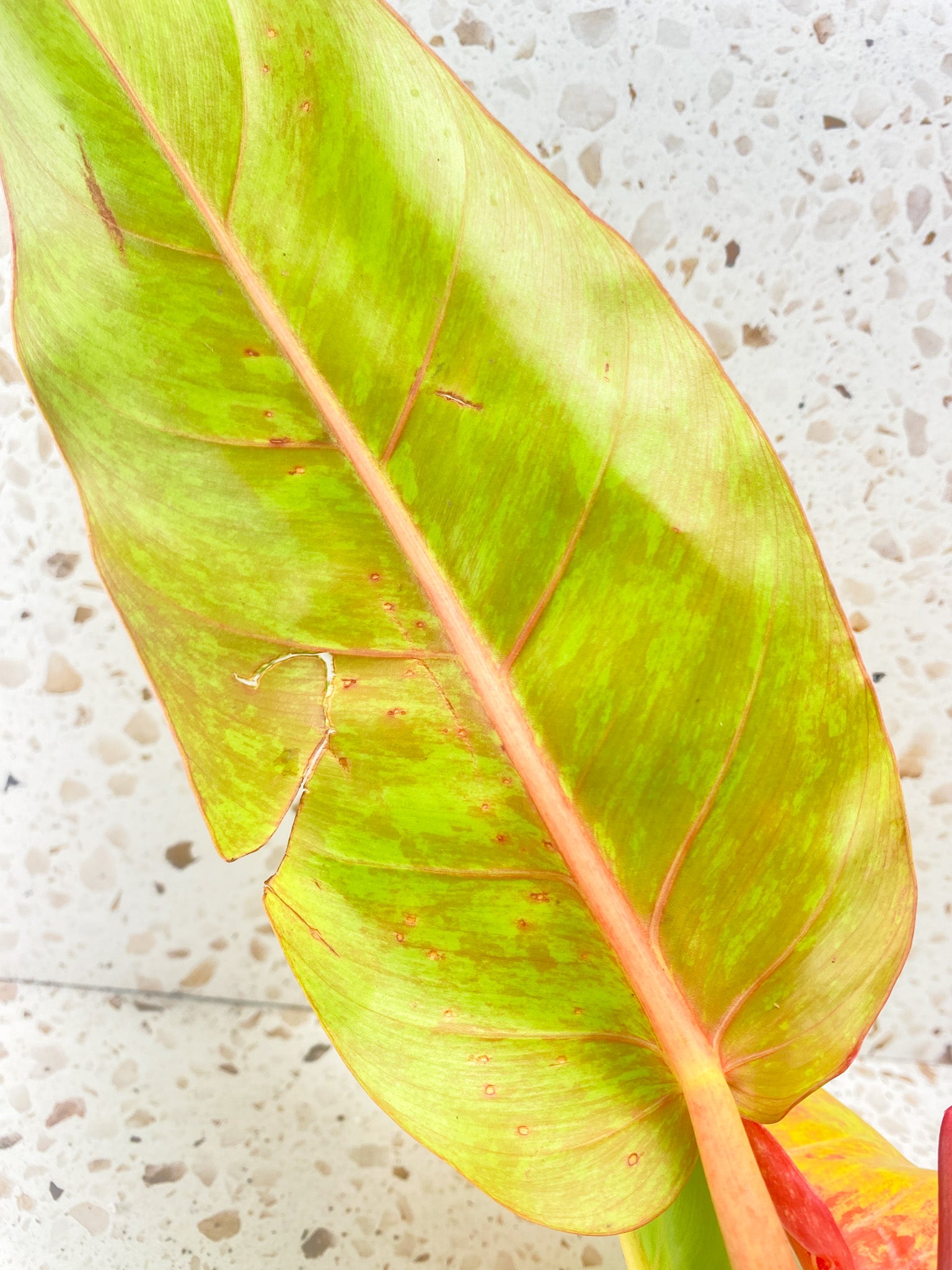 Philodendron Prince of Orange Variegated 4 leaf top cutting