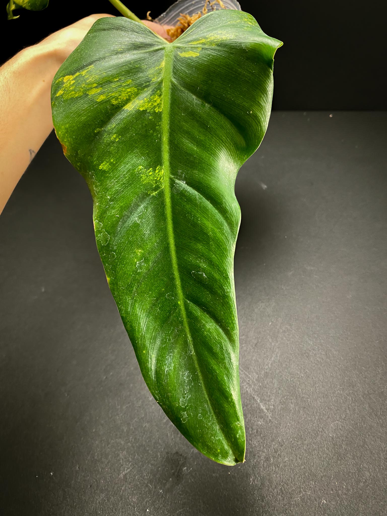 Philodendron Domesticum Variegated 2 Leaves  2 Nodes  Rooted