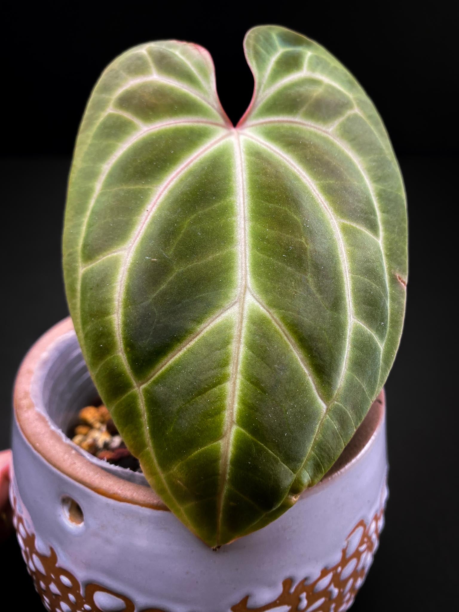 Anthurium Besseae aff x Red vein Dark pheonix (Red Spider) 1 Leaf 2 Nodes  1 Sprout Rooted