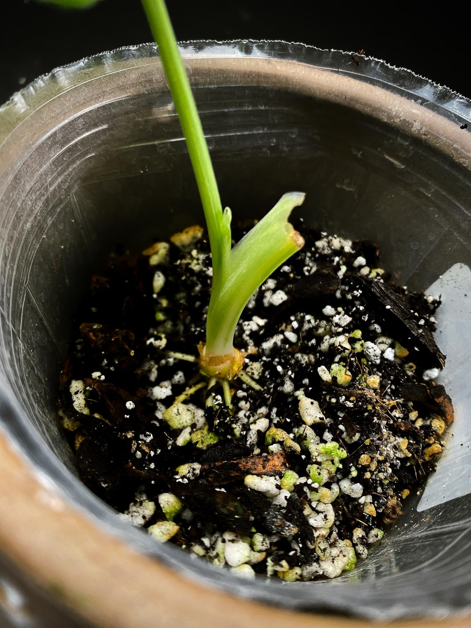 Schismatoglottis wallichii variegated 1 Leaf 1 Node  Variegated