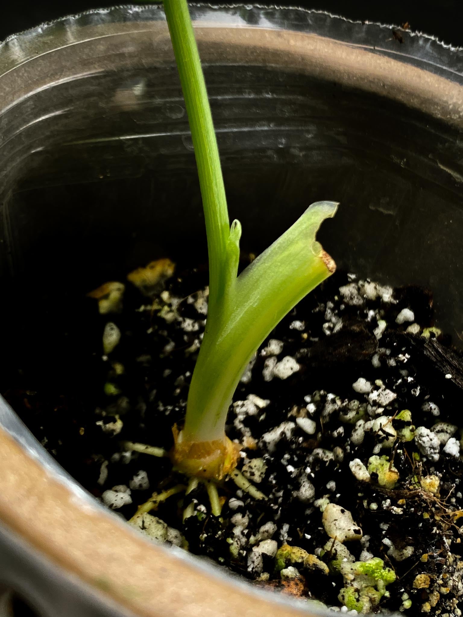 Schismatoglottis wallichii variegated 1 Leaf 1 Node  Variegated