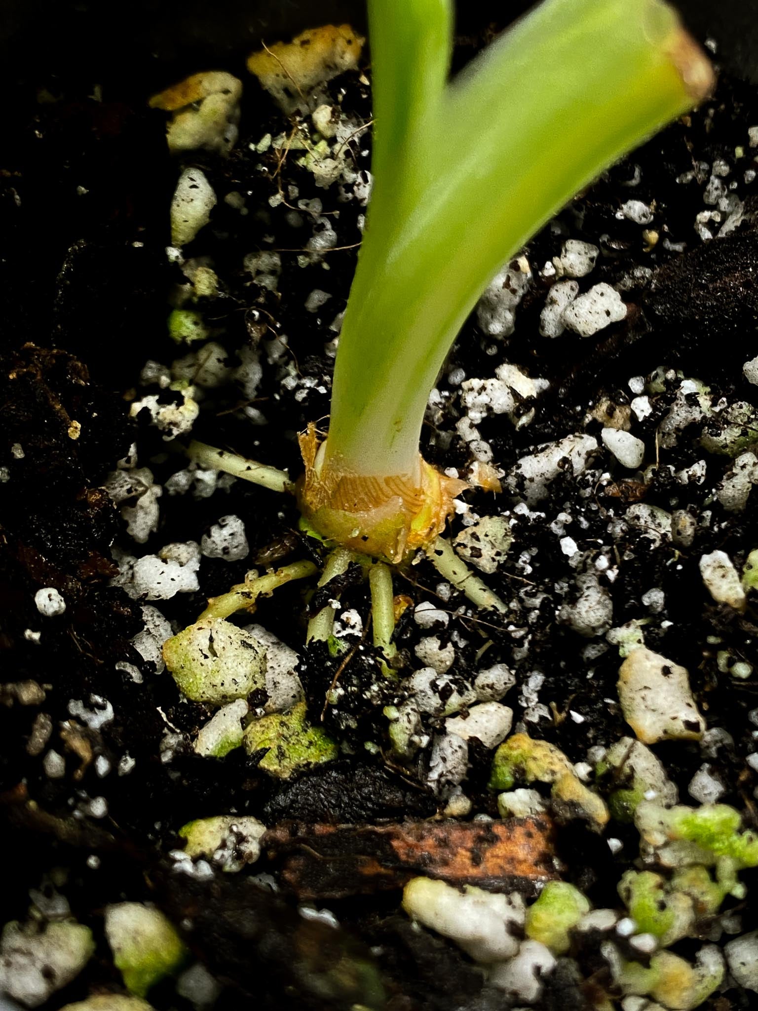 Schismatoglottis wallichii variegated 1 Leaf 1 Node  Variegated