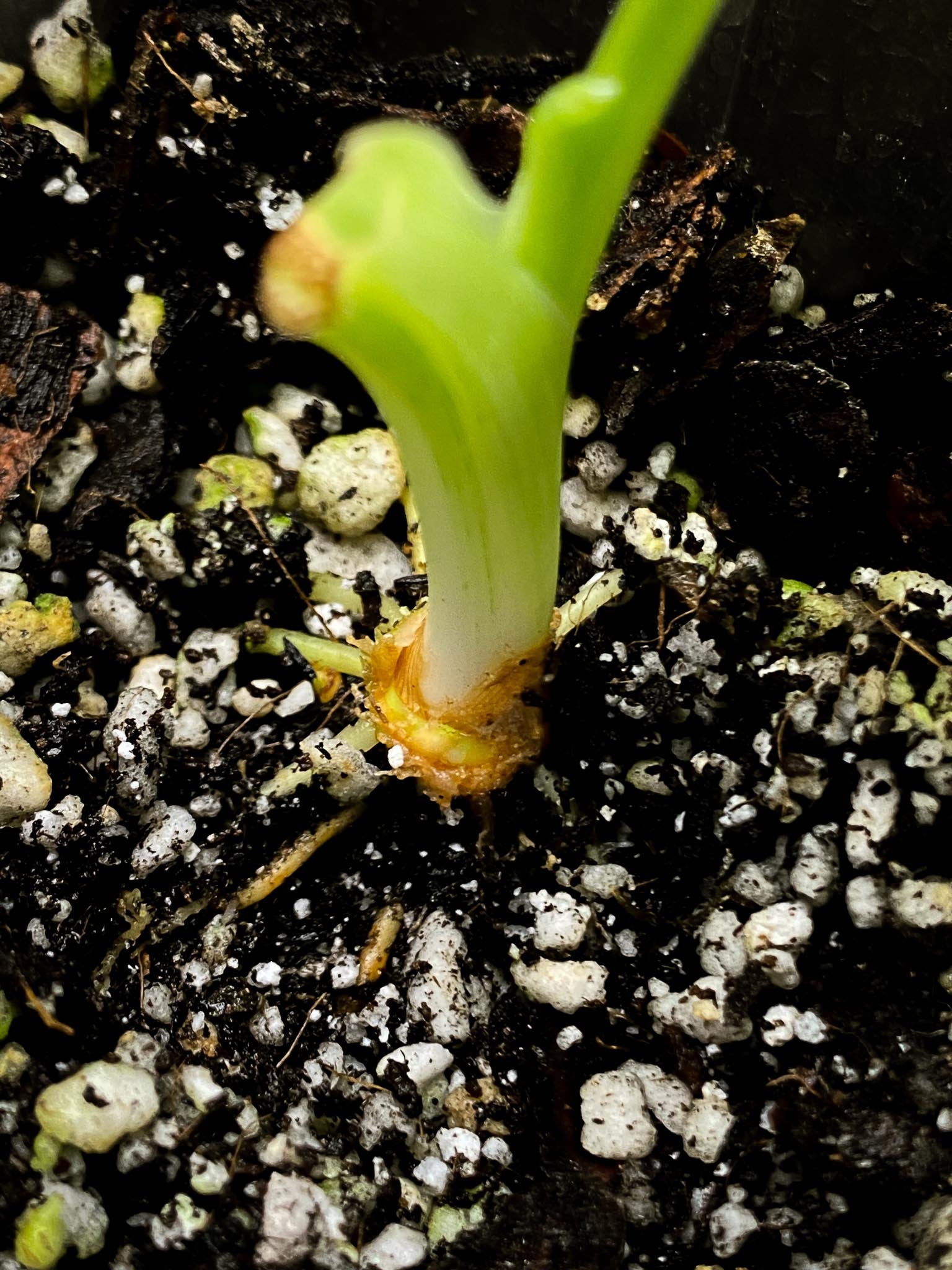 Schismatoglottis wallichii variegated 1 Leaf 1 Node  Variegated