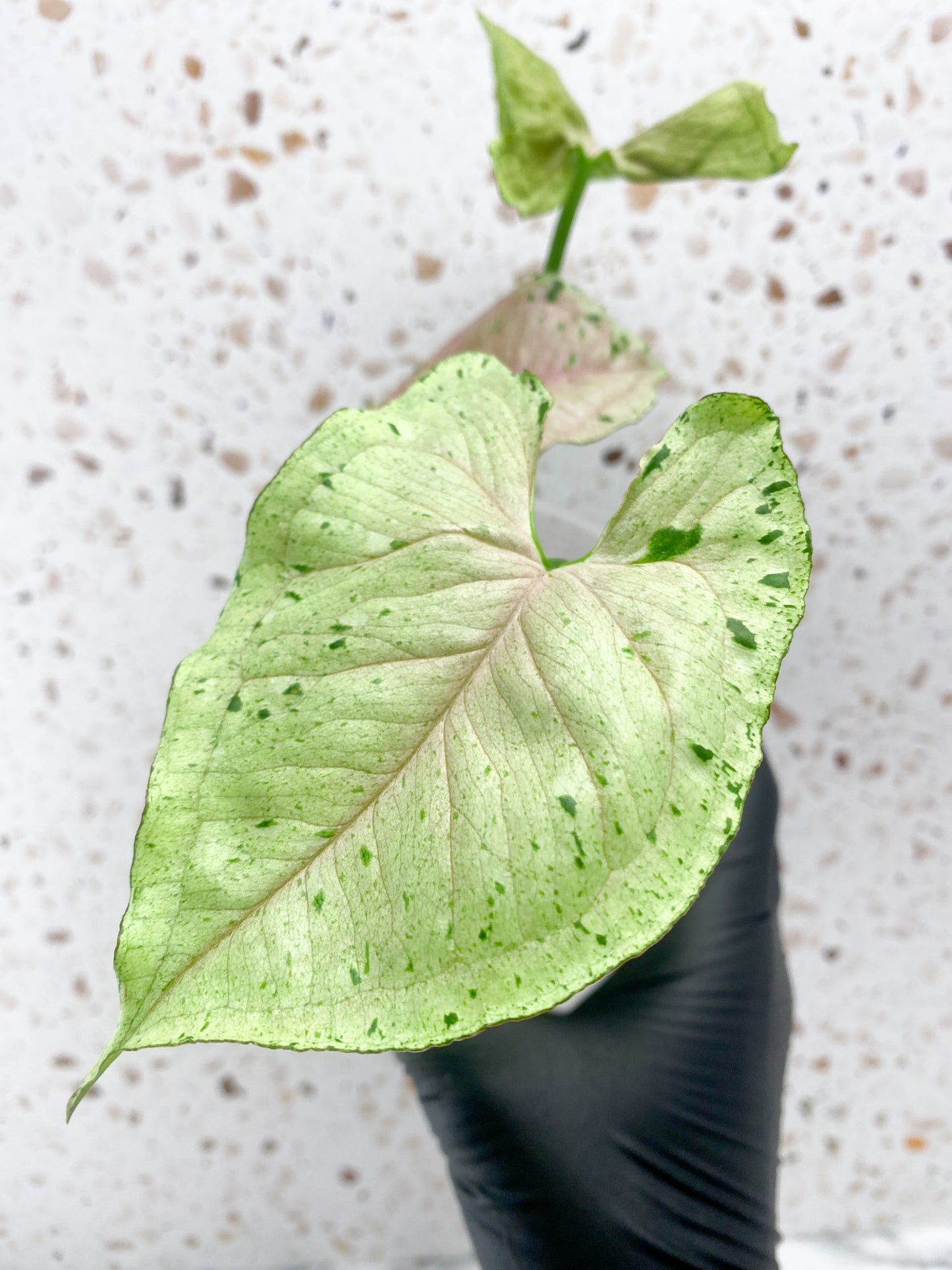 Syngonium Green Splash 3 leaves