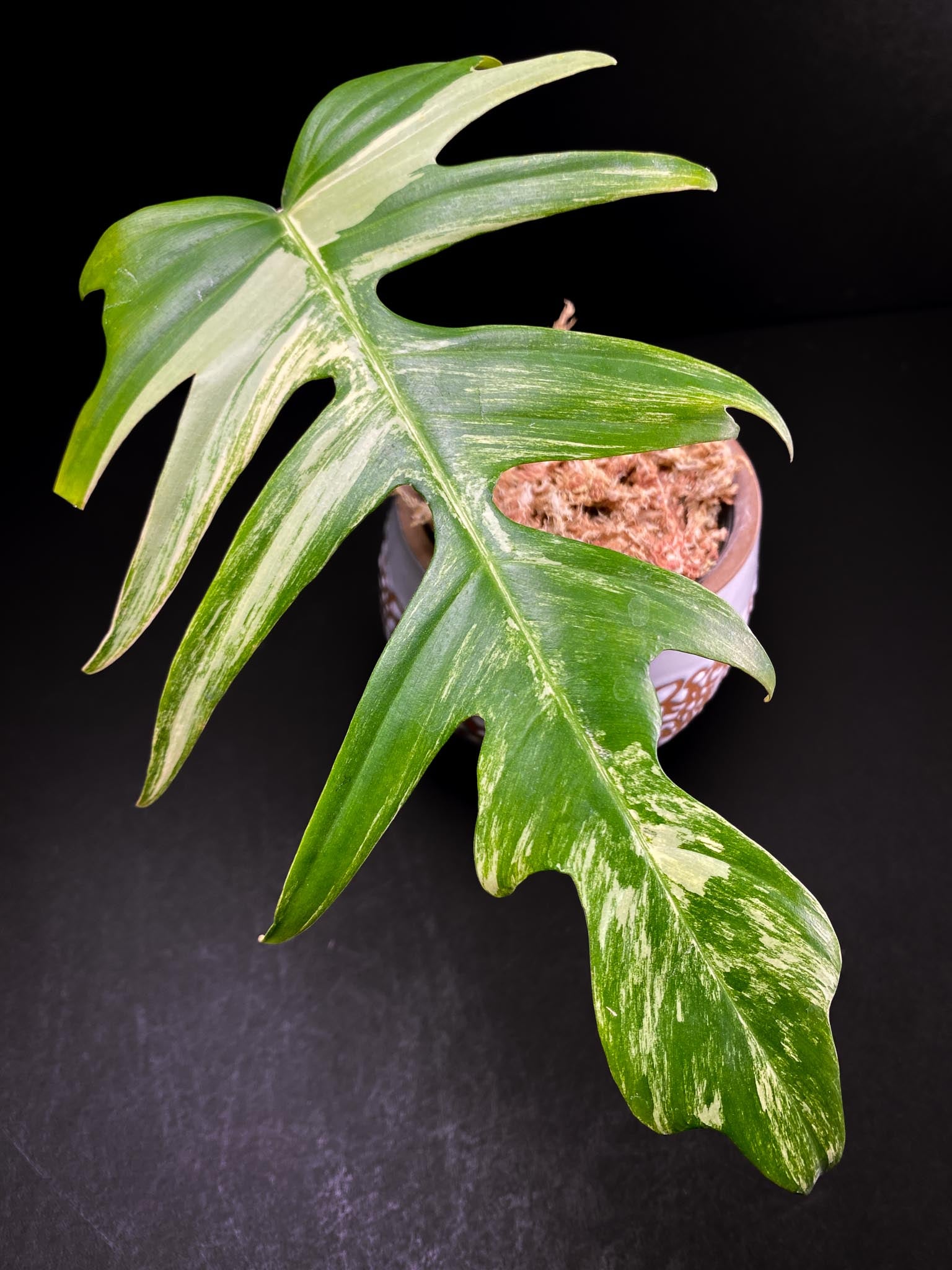 Philodendron Florida beauty x Tortum Variegated 1 Leaf 1 Node