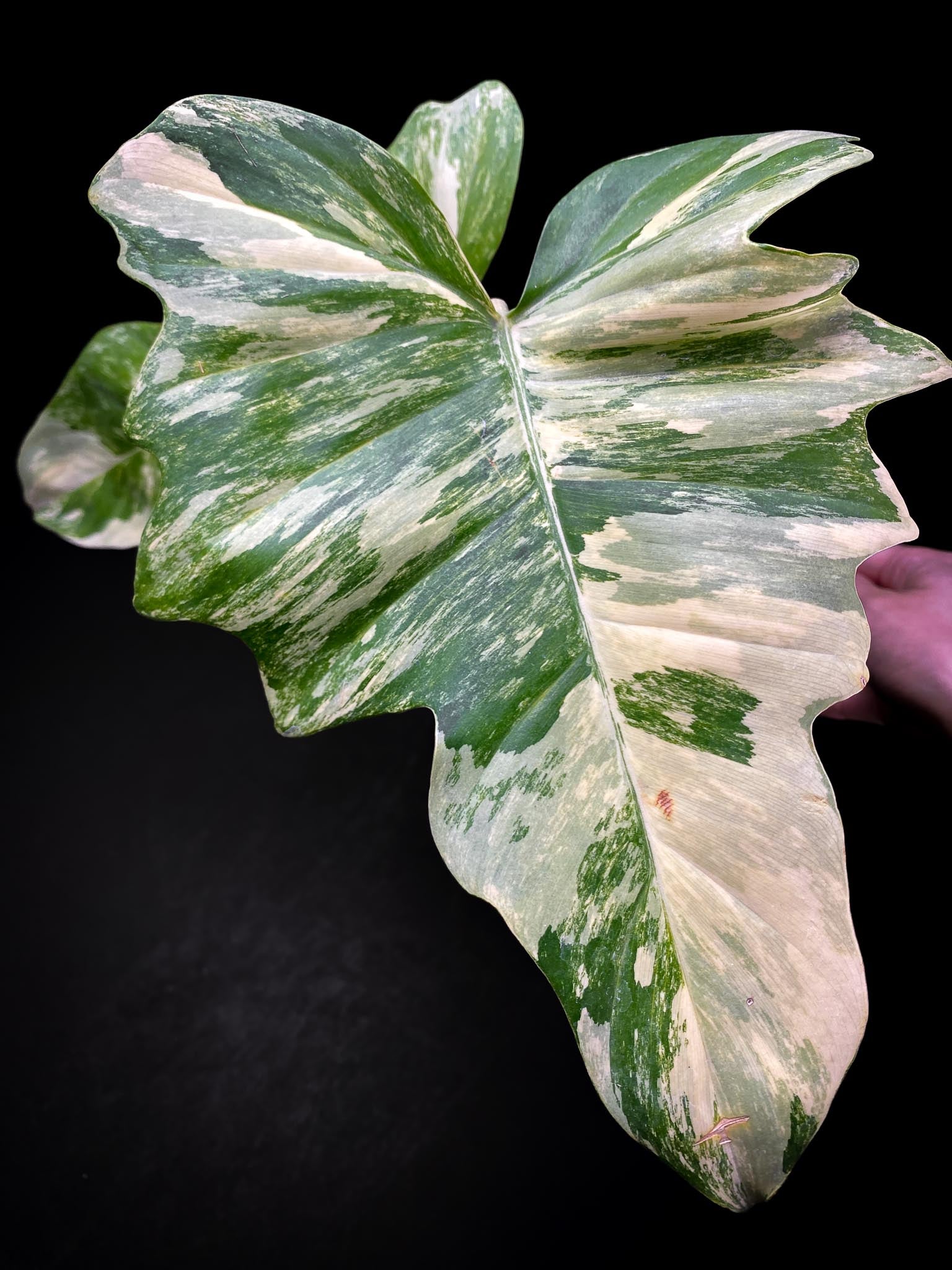 Philodendron Florida beauty x Mayoi 2 Leaves  2 Nodes  Highly Variegated Rooted