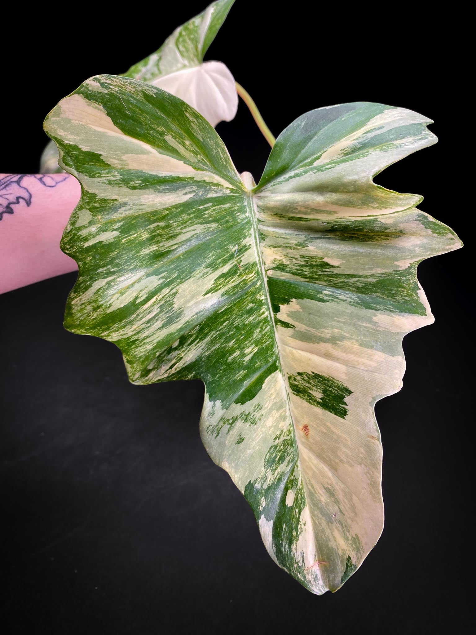 Philodendron Florida beauty x Mayoi 2 Leaves  2 Nodes  Highly Variegated Rooted