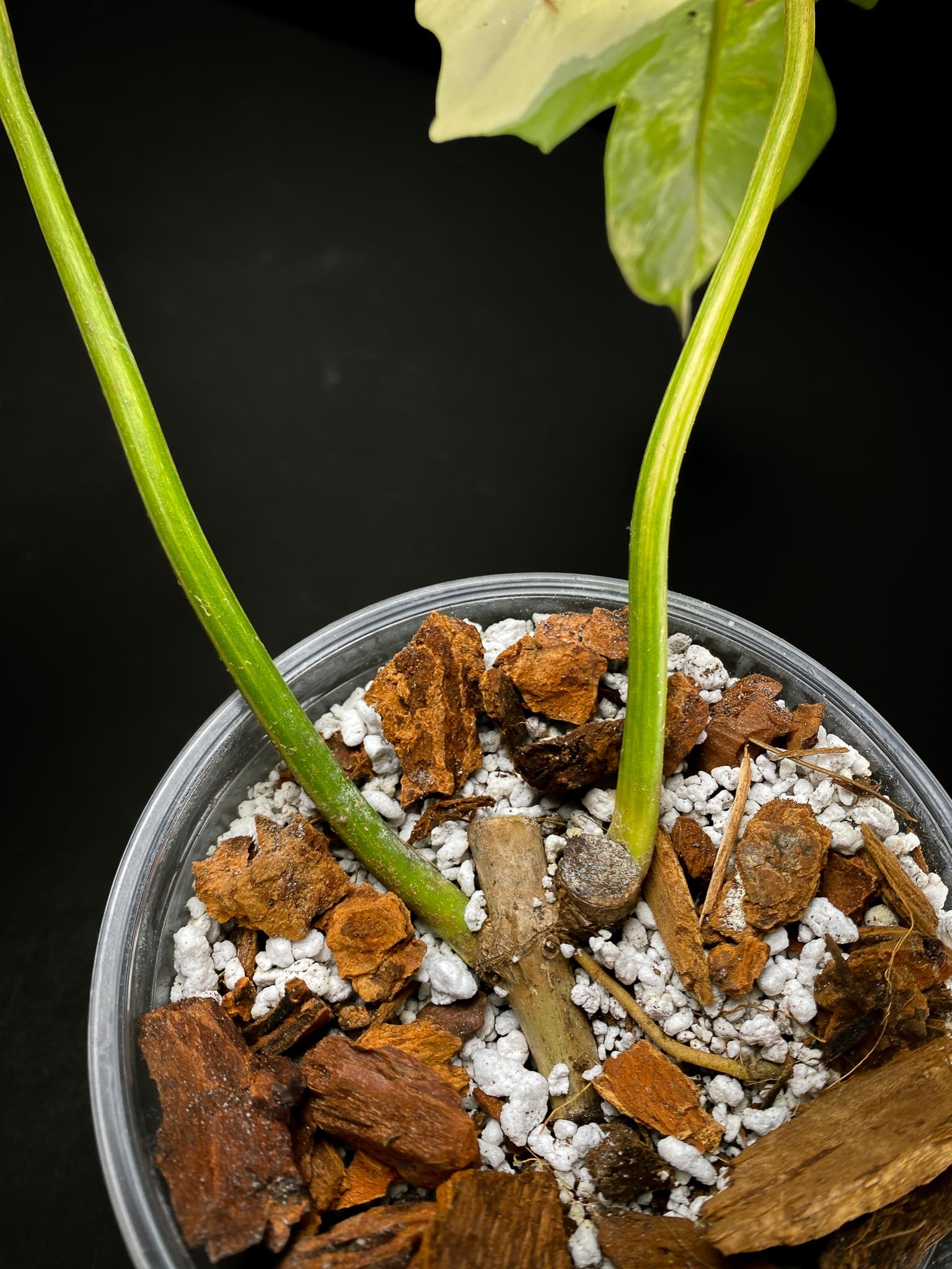 Philodendron Florida beauty x Mayoi 2 Leaves  2 Nodes  Highly Variegated Rooted